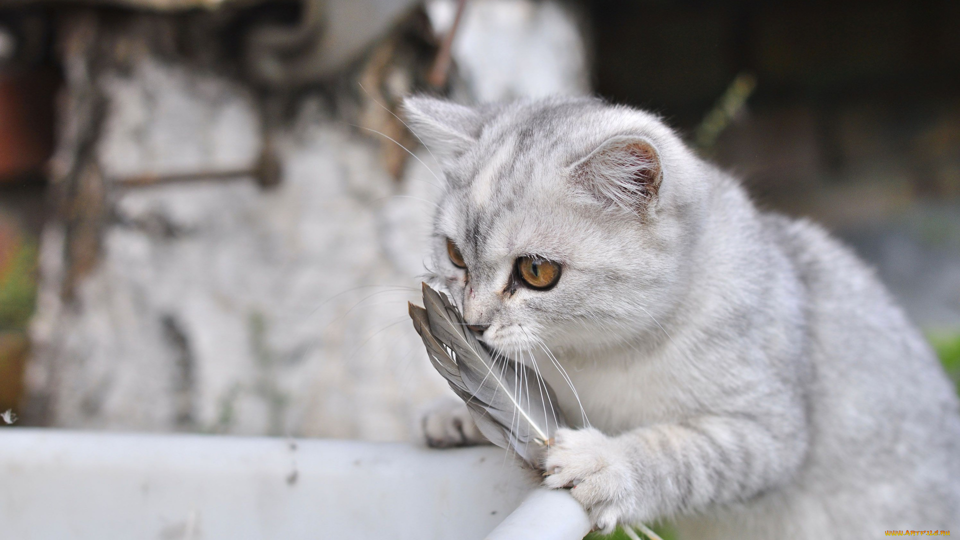 животные, коты, перья