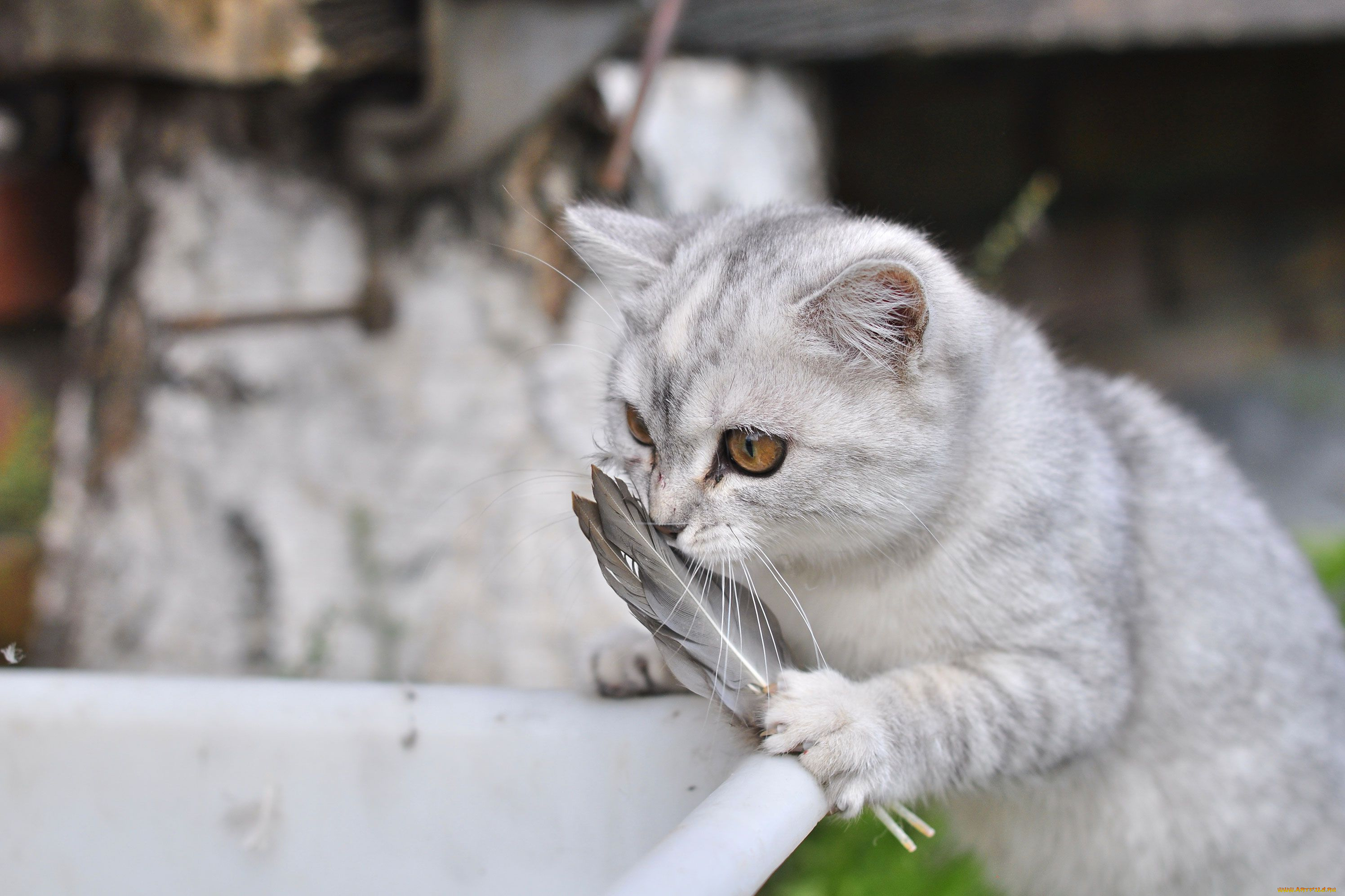 животные, коты, перья