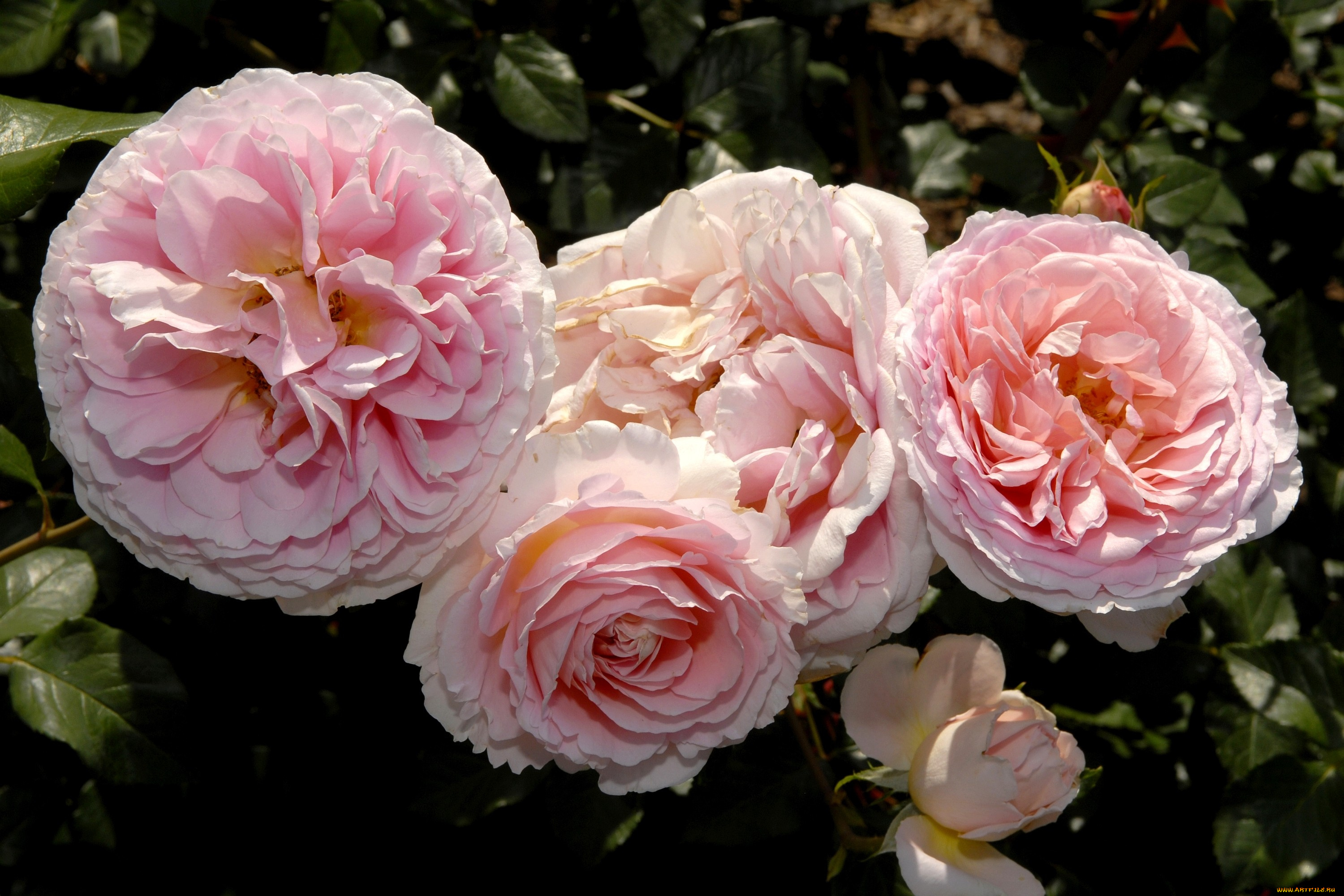 цветы, розы, большой, бледно-розовый, лепестки