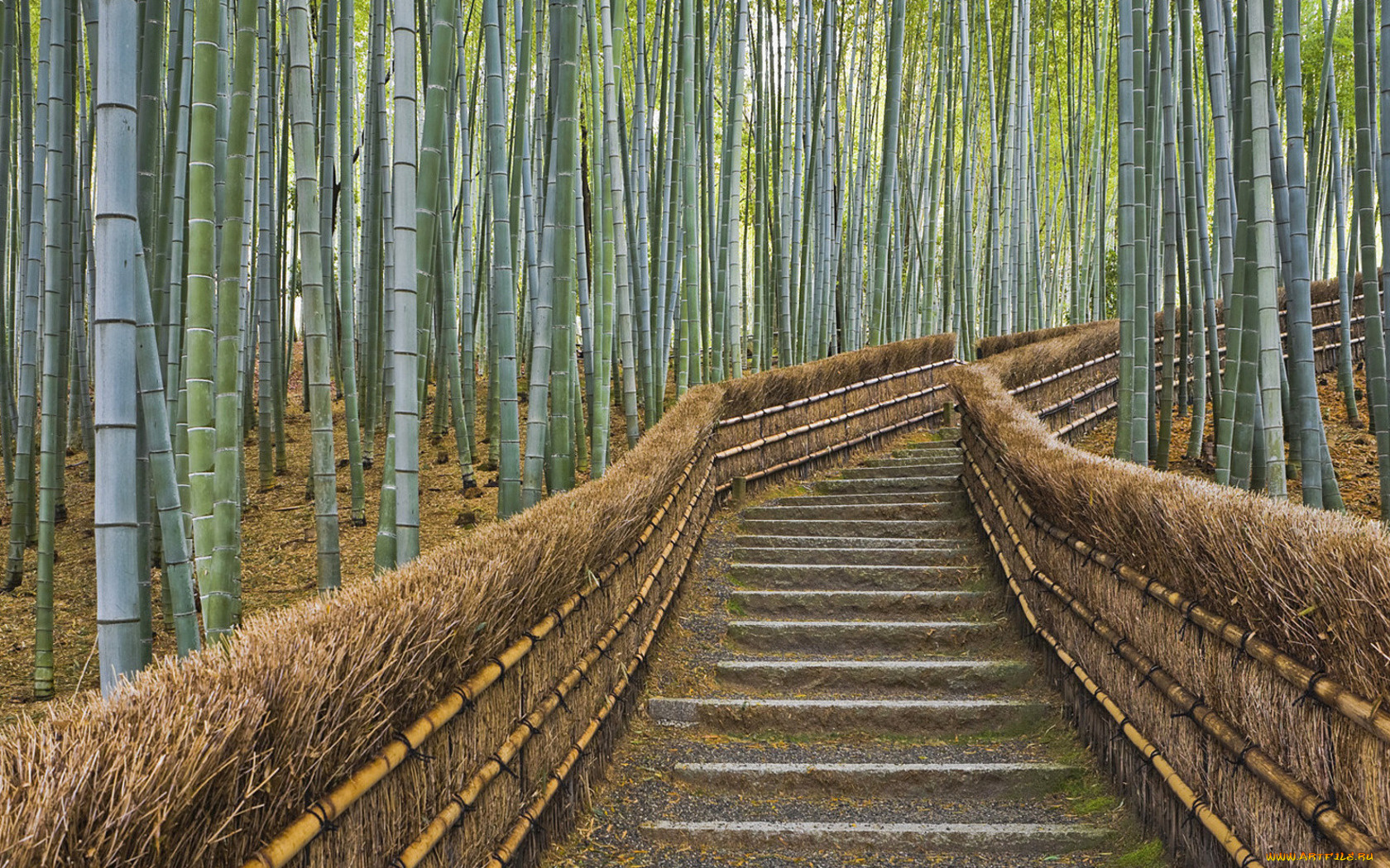 бамбуковый, лес, природа, дороги, бамбук, ступени, ограда
