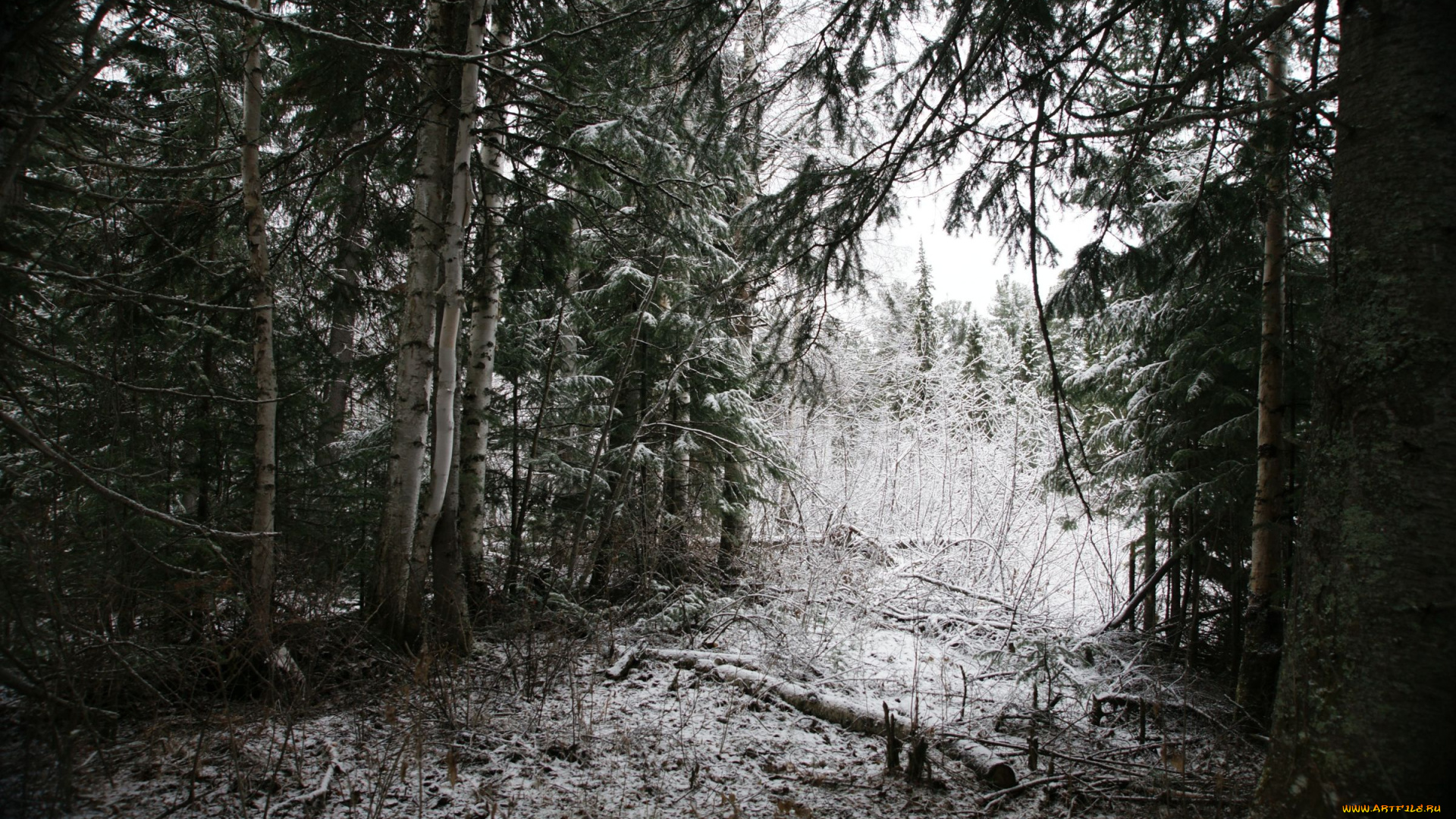 природа, нижневартовска, лес, нижневартовск, зима, снег, деревья