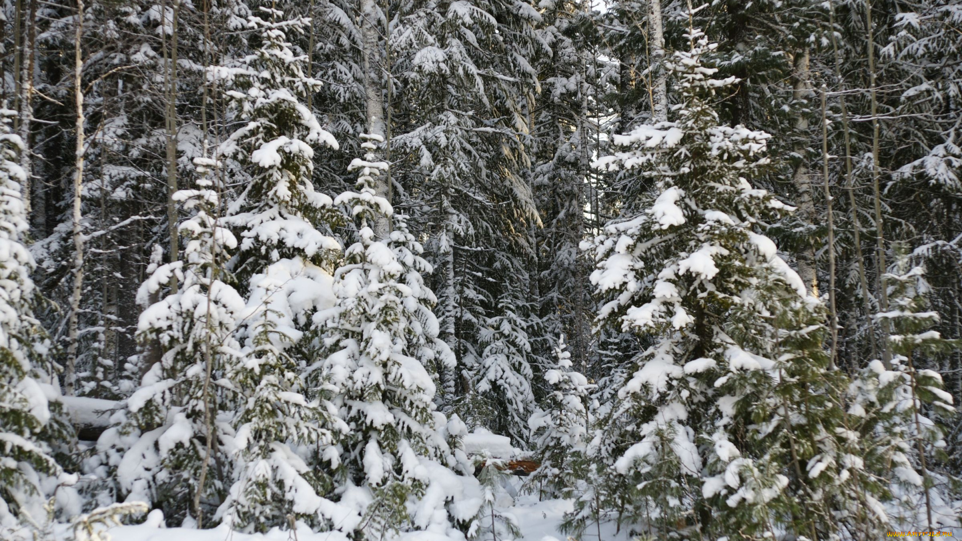 природа, нижневартовска, зима, деревья, нижневартовск, снег, лес