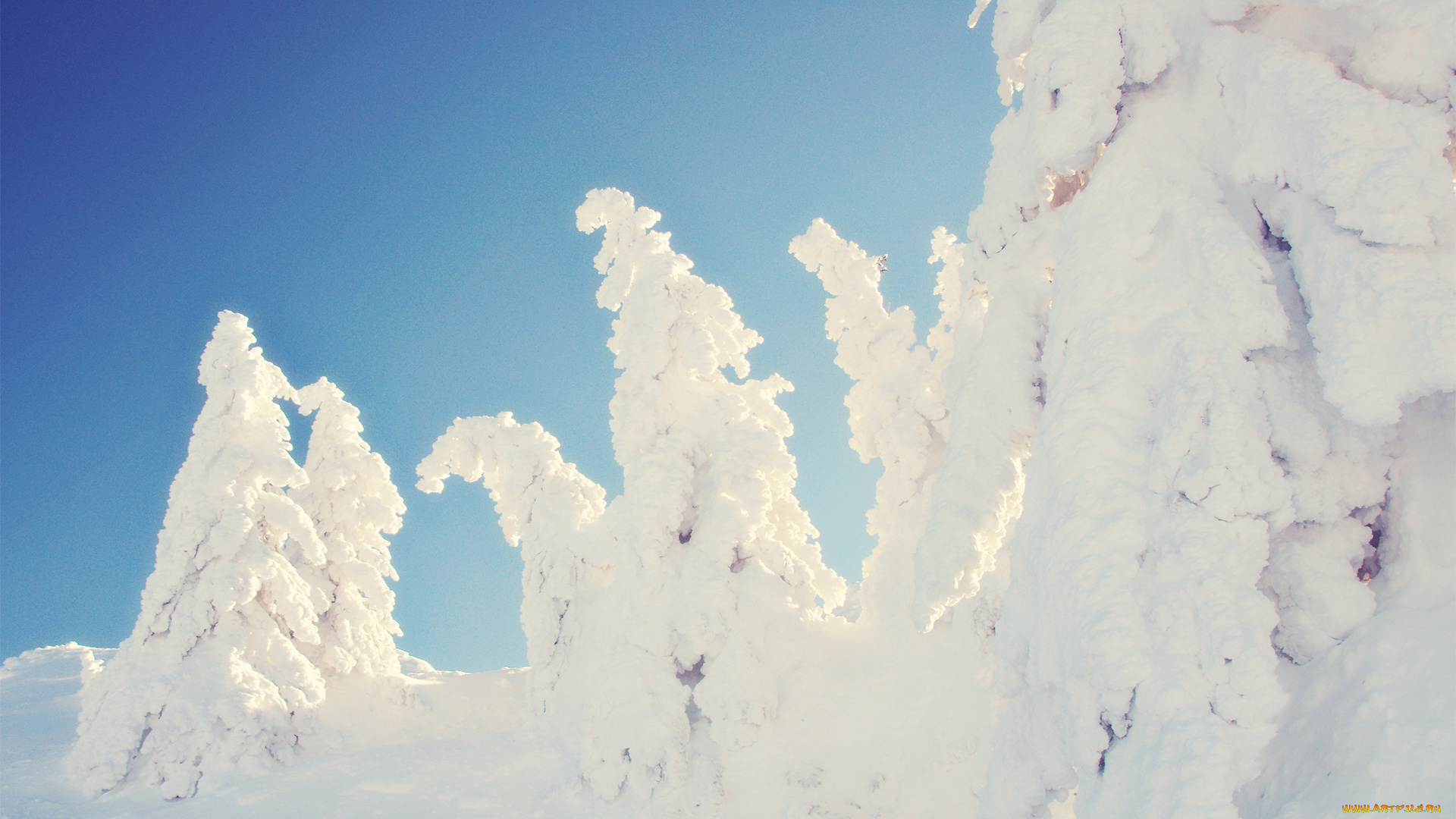 природа, зима, заснеженные, деревья, ель, склон, снег