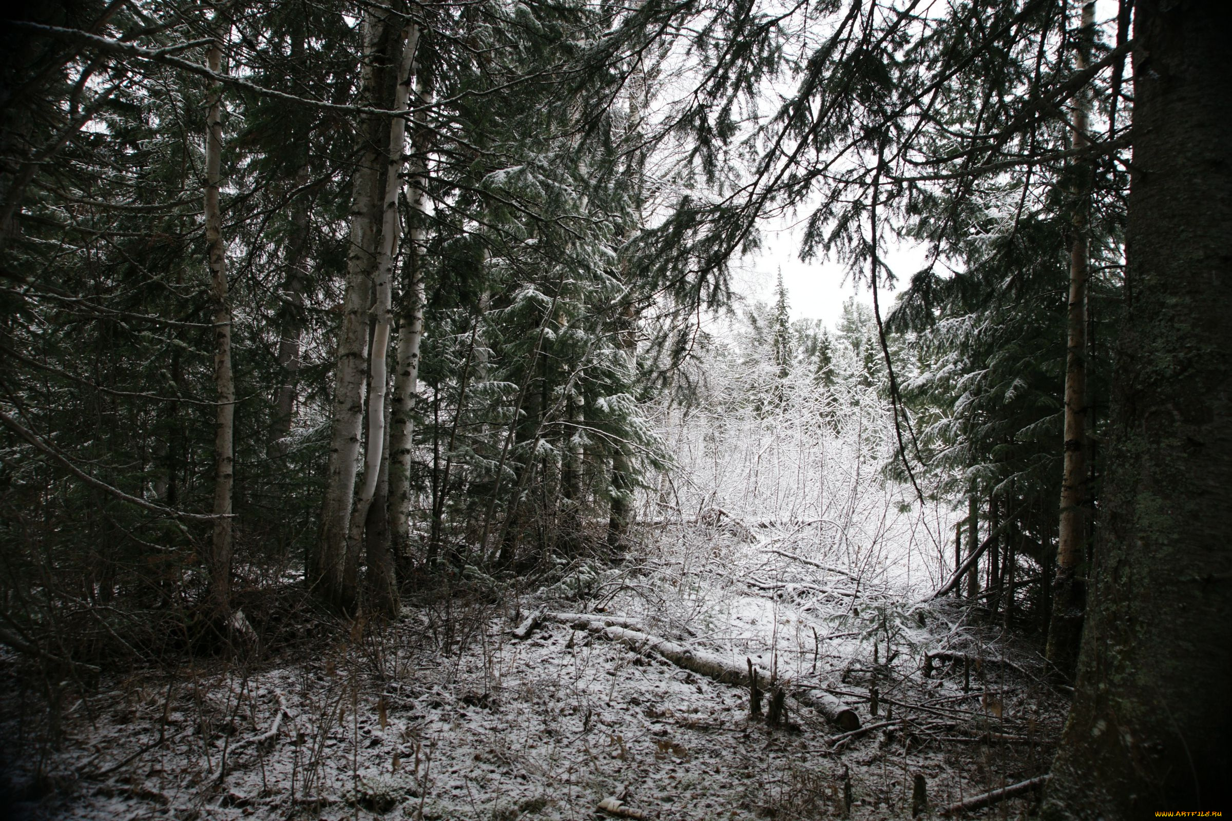 природа, нижневартовска, лес, нижневартовск, зима, снег, деревья