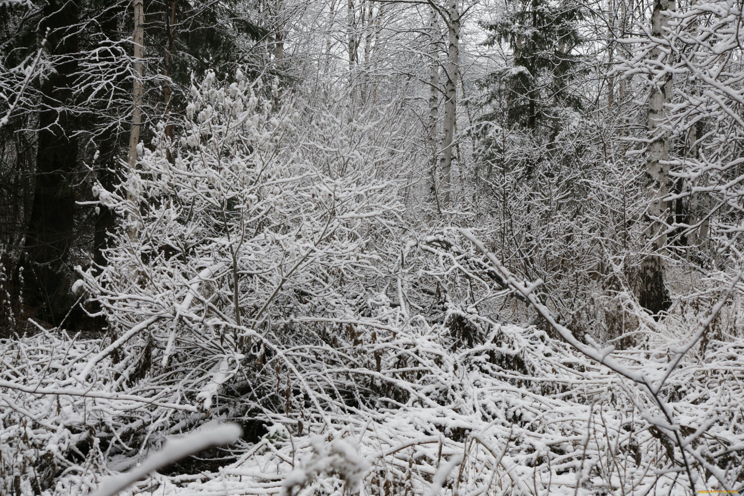 природа, нижневартовска, зима, нижневартовск, снег, бурелом, лес