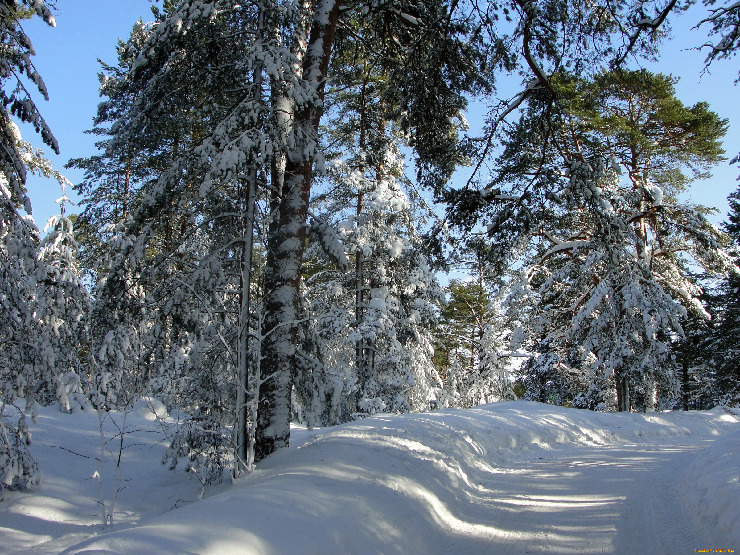 природа, зима, дорога, лес, снег