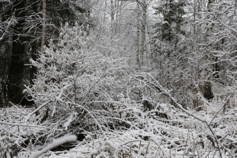 Картинка природа нижневартовска зима нижневартовск снег бурелом лес