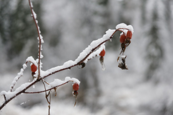 Картинка природа нижневартовска зима снег лес ягоды нижневартовск