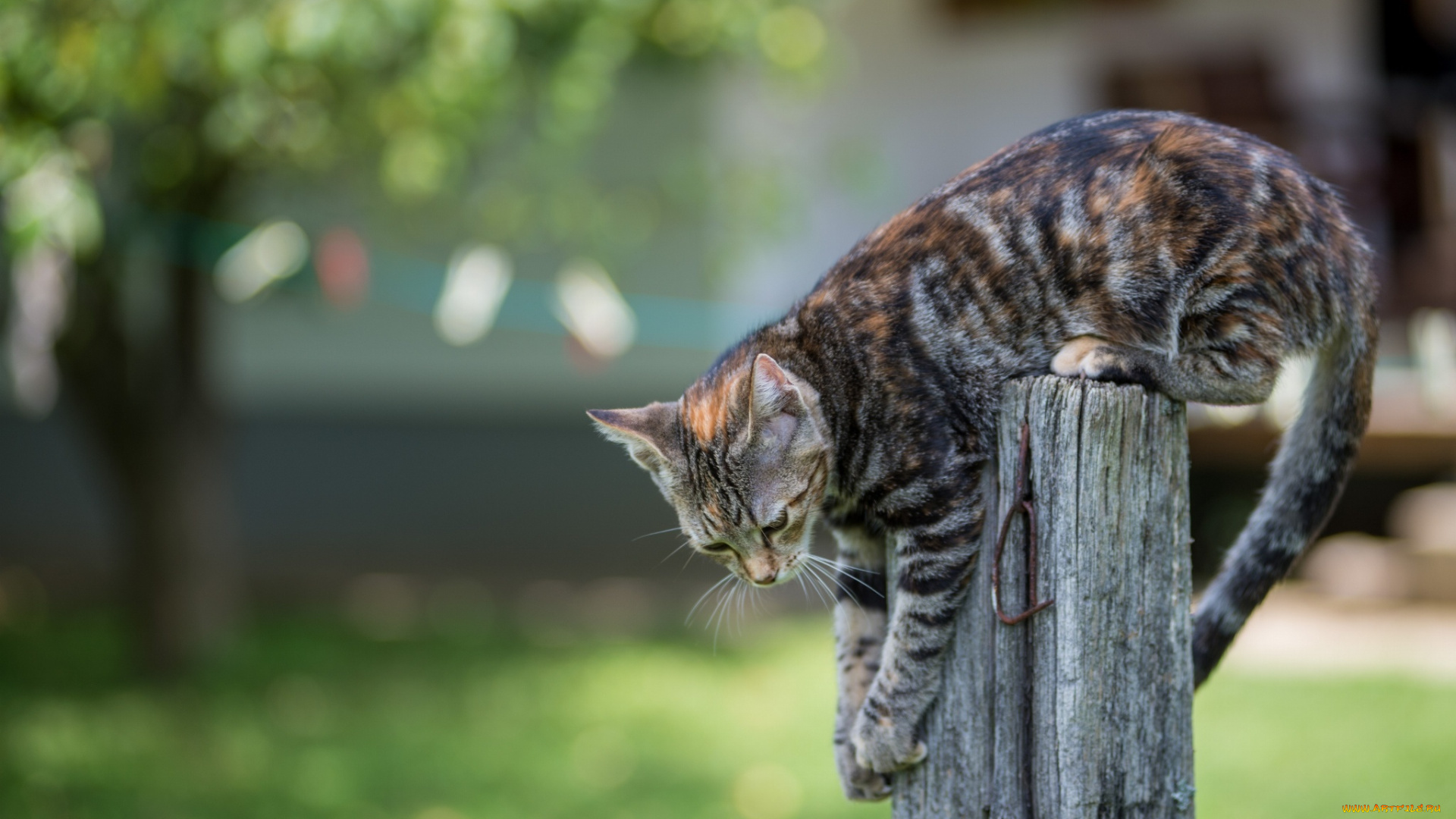 животные, коты, лапы, забор, котенок, хвост