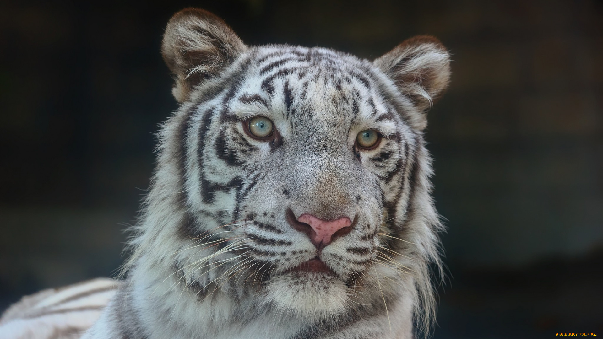 животные, тигры, белый, бенгальский, портрет, зоопарк, морда