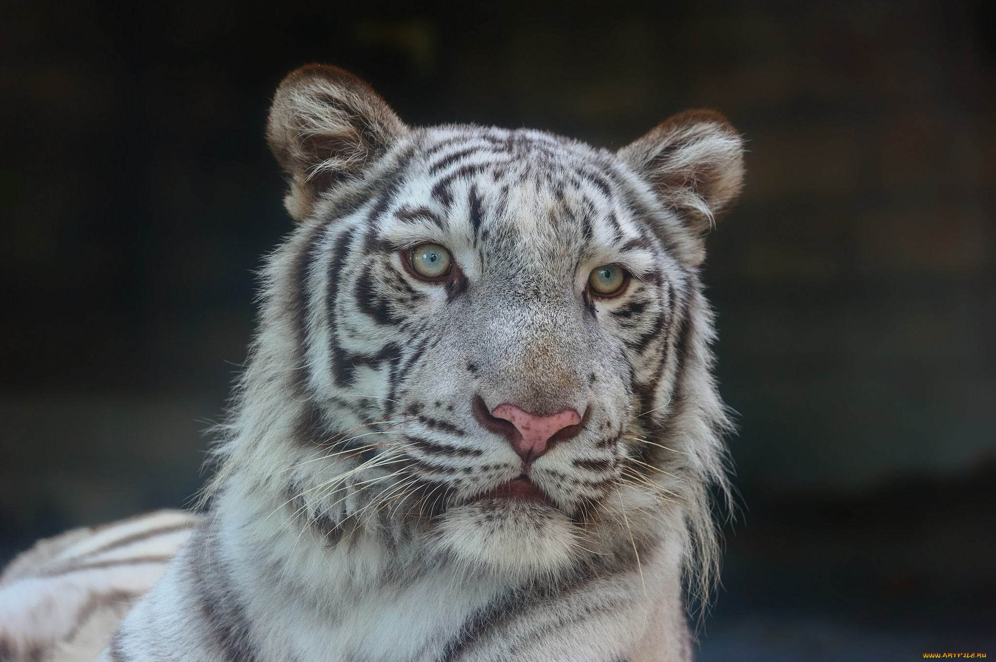 животные, тигры, белый, бенгальский, портрет, зоопарк, морда