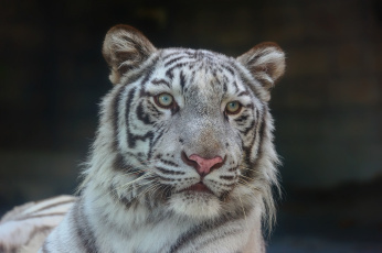 Картинка животные тигры белый бенгальский портрет зоопарк морда