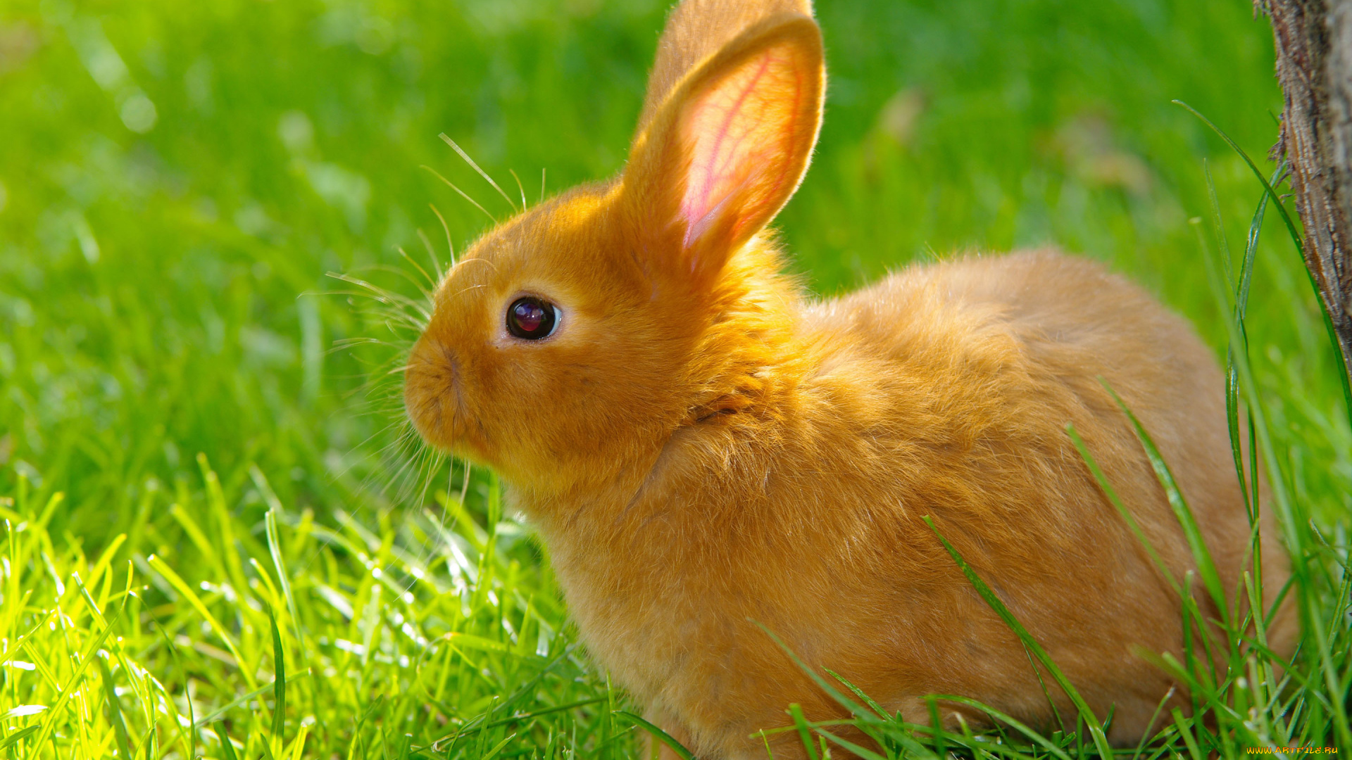 животные, кролики, , зайцы, трава, лужайка, рыжий, кролик