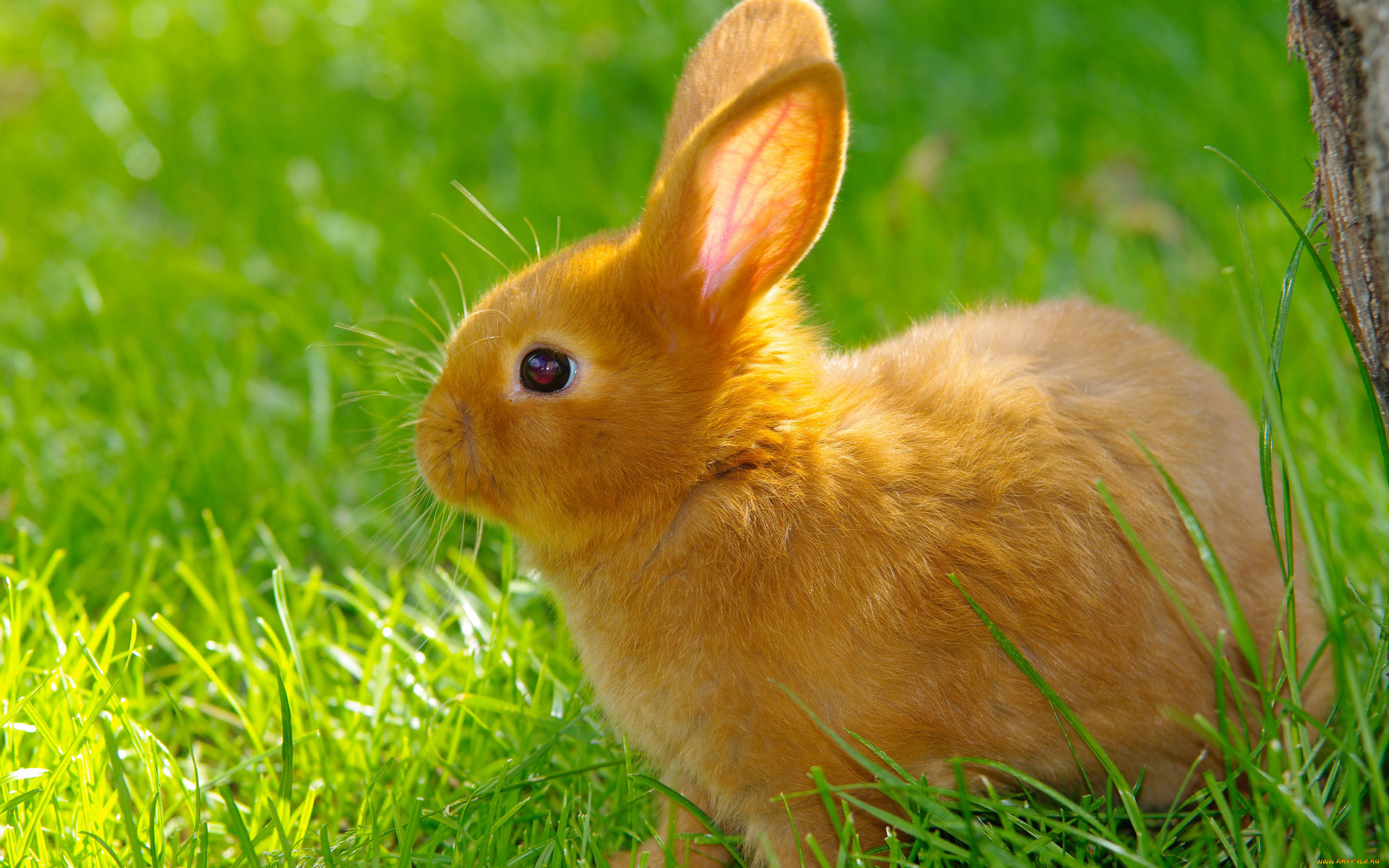 животные, кролики, , зайцы, трава, лужайка, рыжий, кролик
