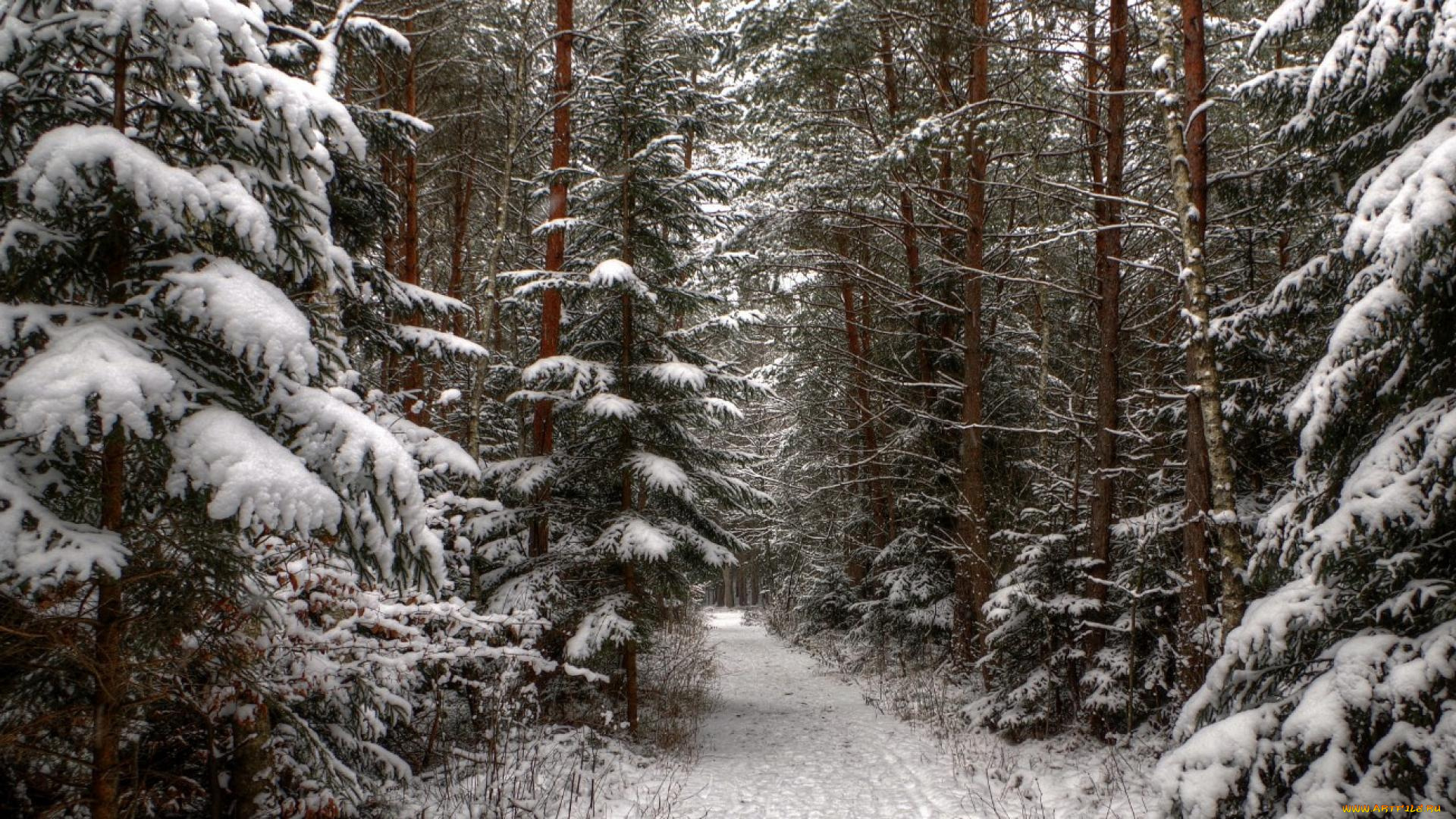 природа, дороги, лес, дорога, снег