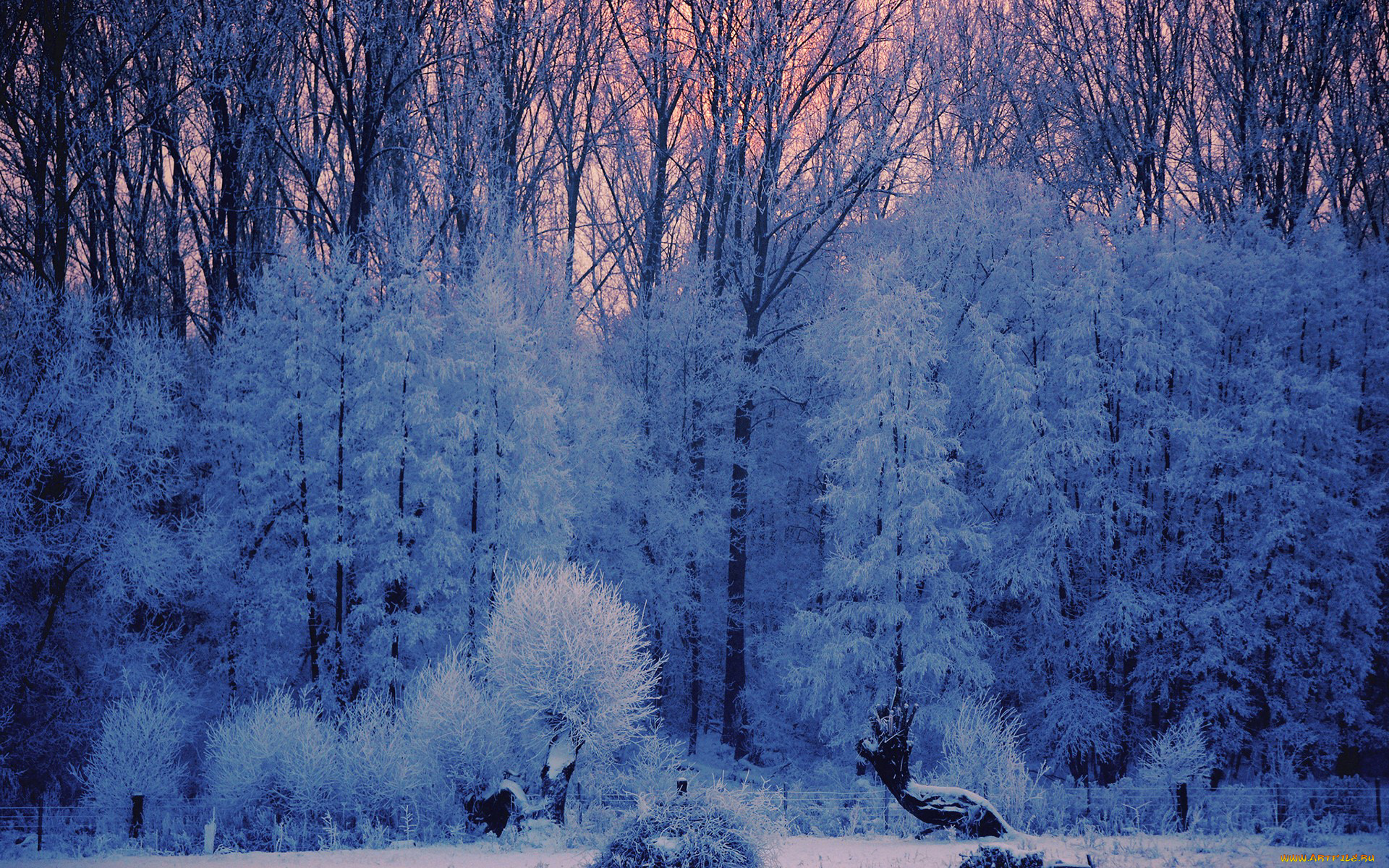 природа, зима, иней, снег, деревья