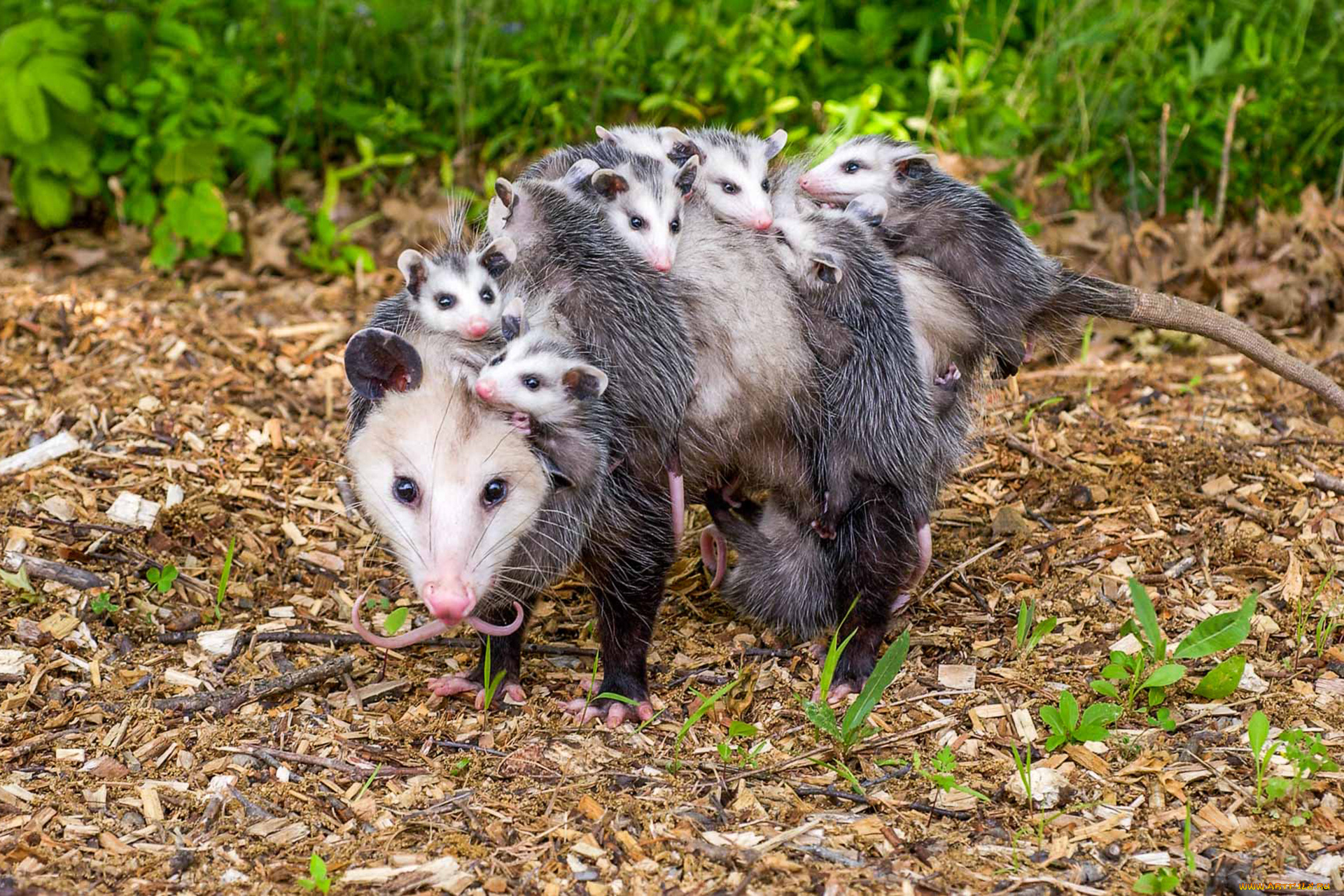 possums, животные, опоссумы, детёныши, opossum, опоссум, опоссумовые, зверёк, мех, хвостик, мордочка, млекопитающие