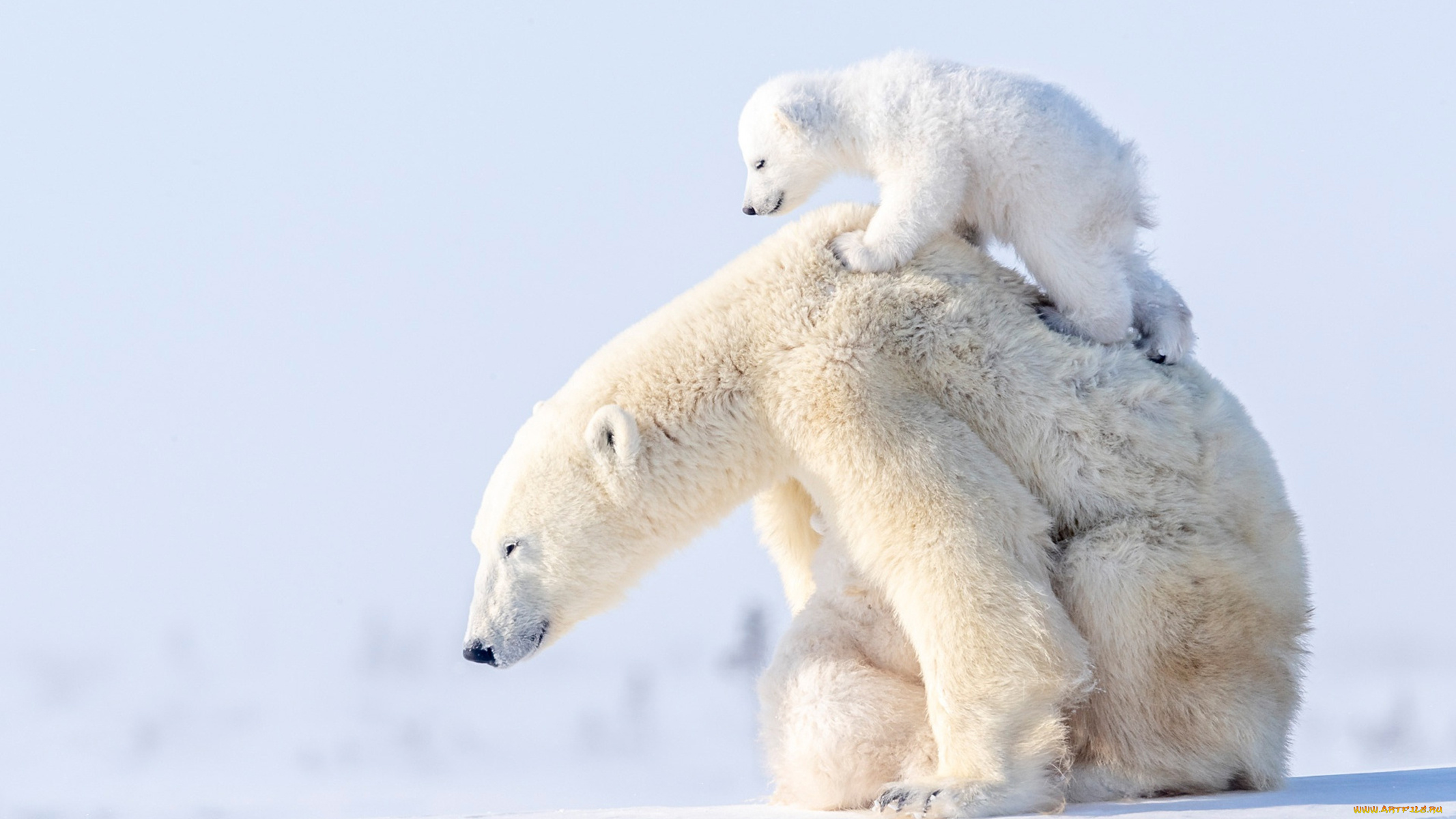 белый, полярный, медведь, , медведица, с, медвежонком, животные, медведи, белый, медвежонок, медведица, полярный, медведь, хищники, медвежьи, млекопитающие, снег, мороз, льды, шерсть, когти, пасть, клыки