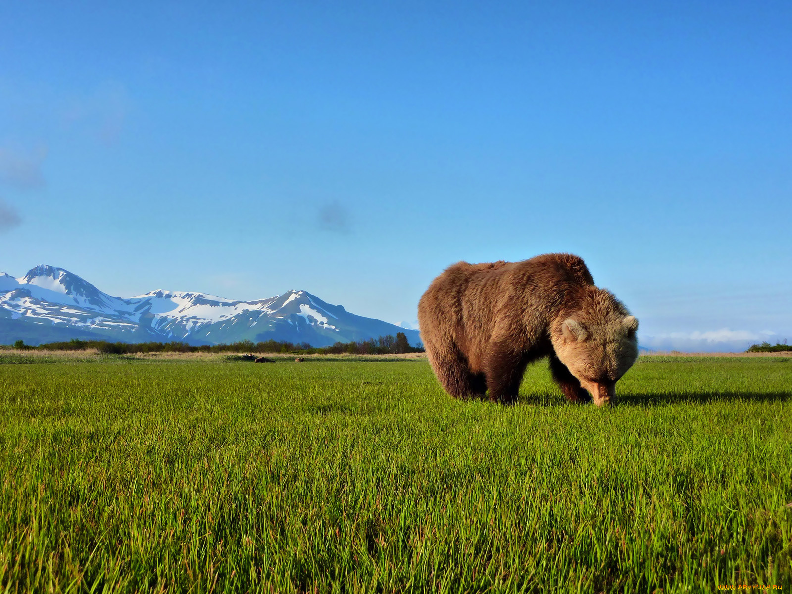 животные, медведи, медведь, трава, горы, пейзаж