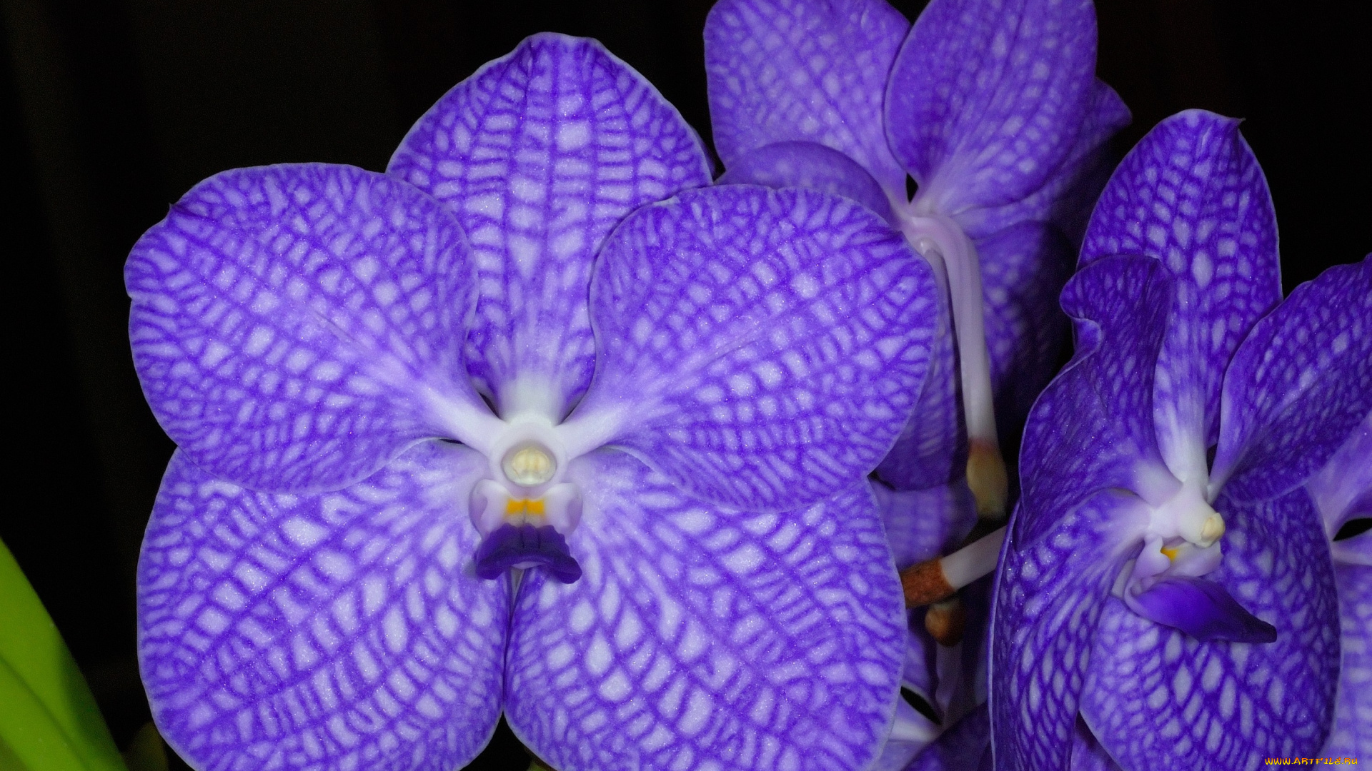 цветы, орхидеи, фиолетовый, экзотика