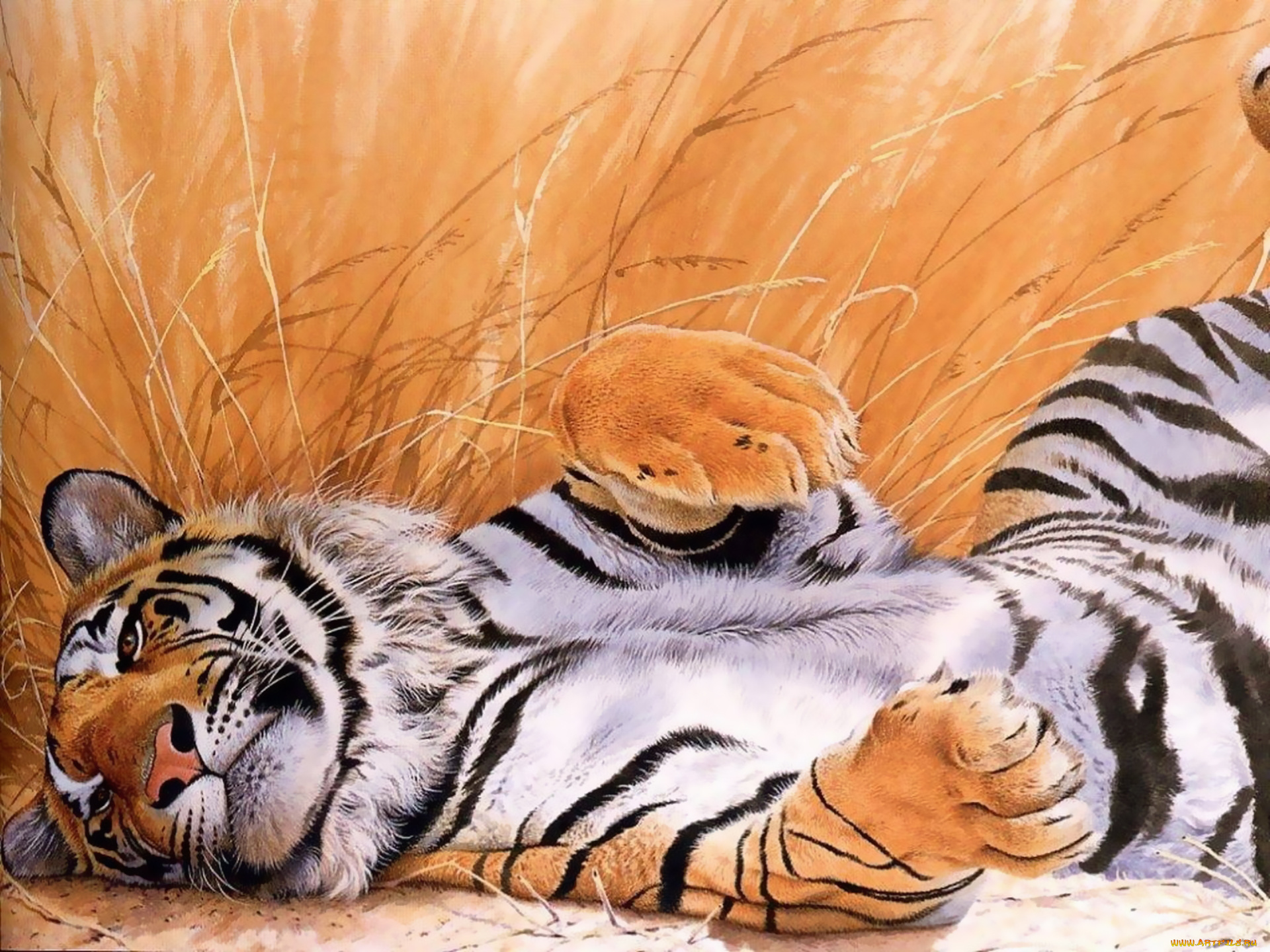 рисованные, животные, тигры, тигр