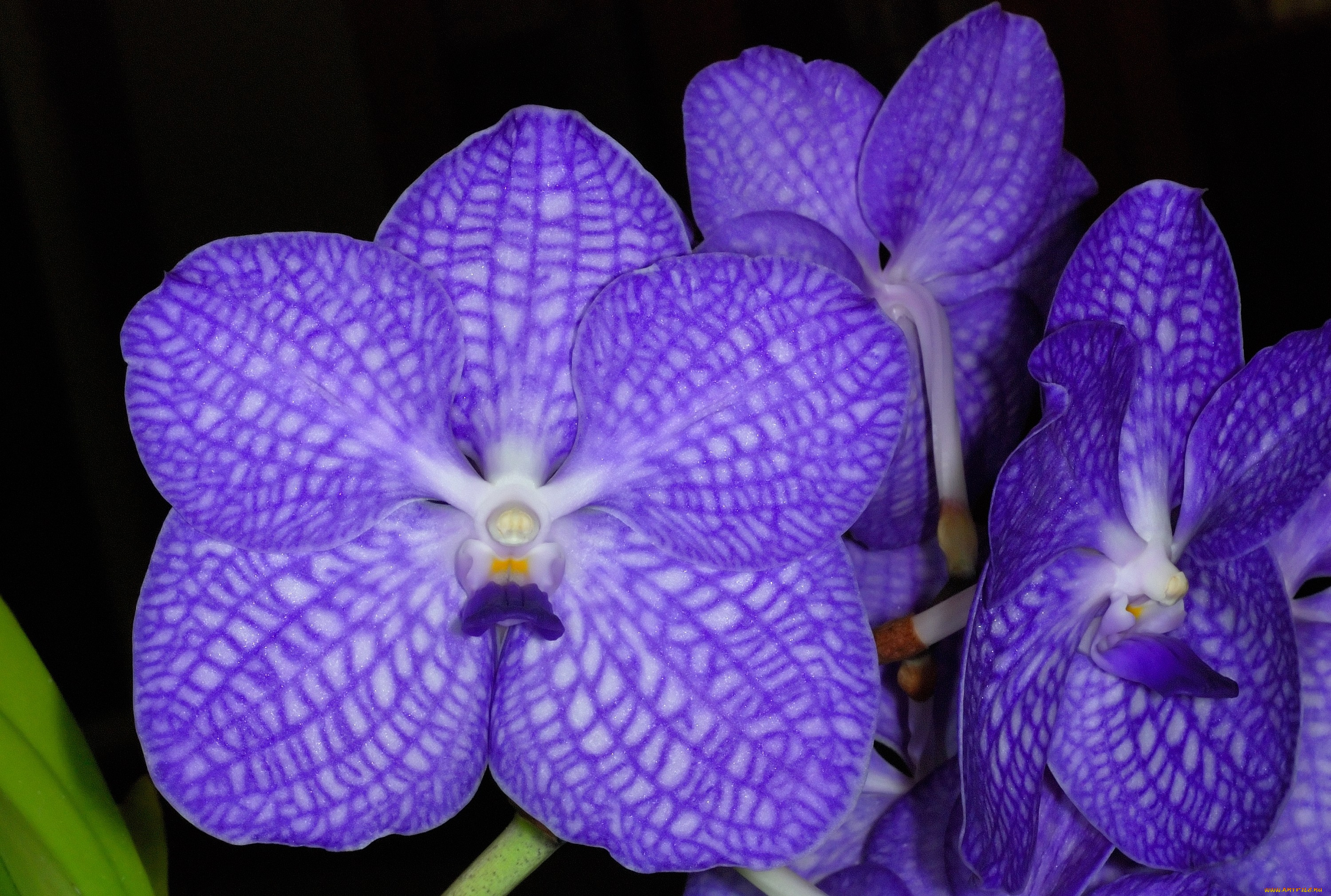 цветы, орхидеи, фиолетовый, экзотика