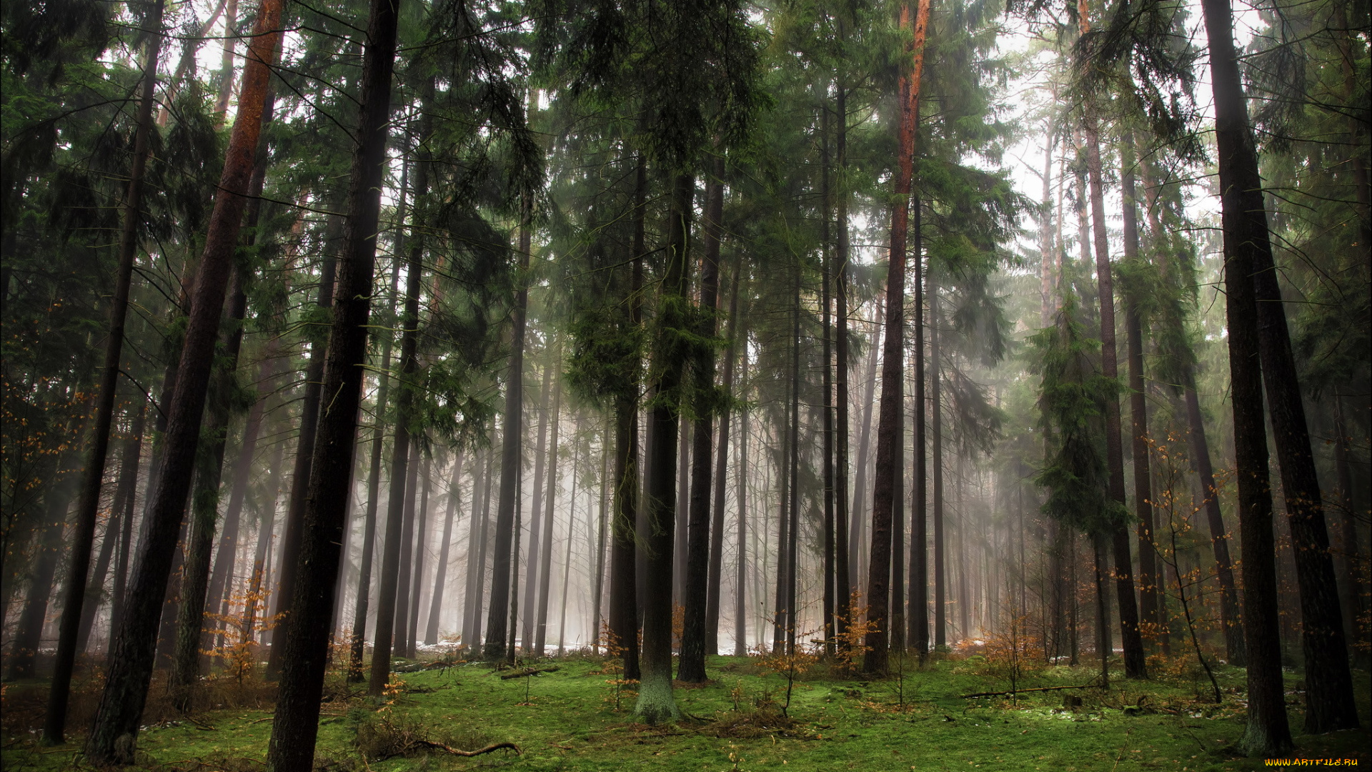 природа, лес, деревья, осень, туман