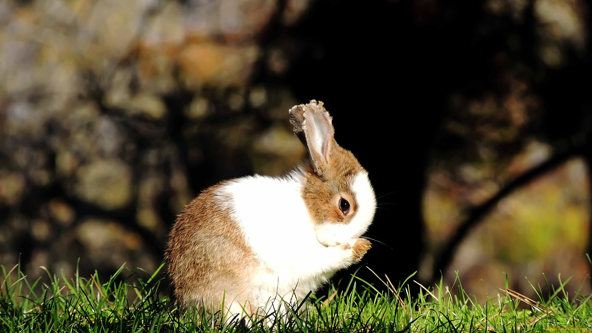 животные, кролики, , зайцы, заяц, трава