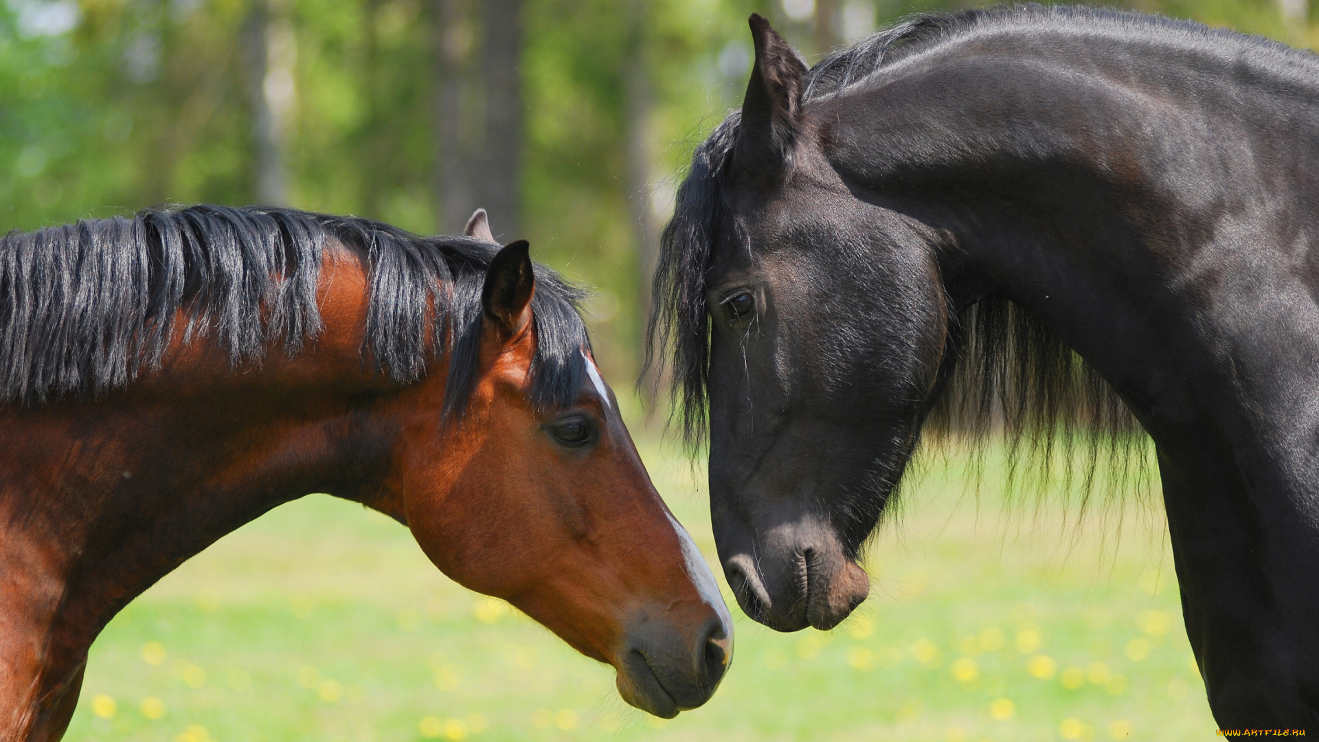 животные, лошади, любовь