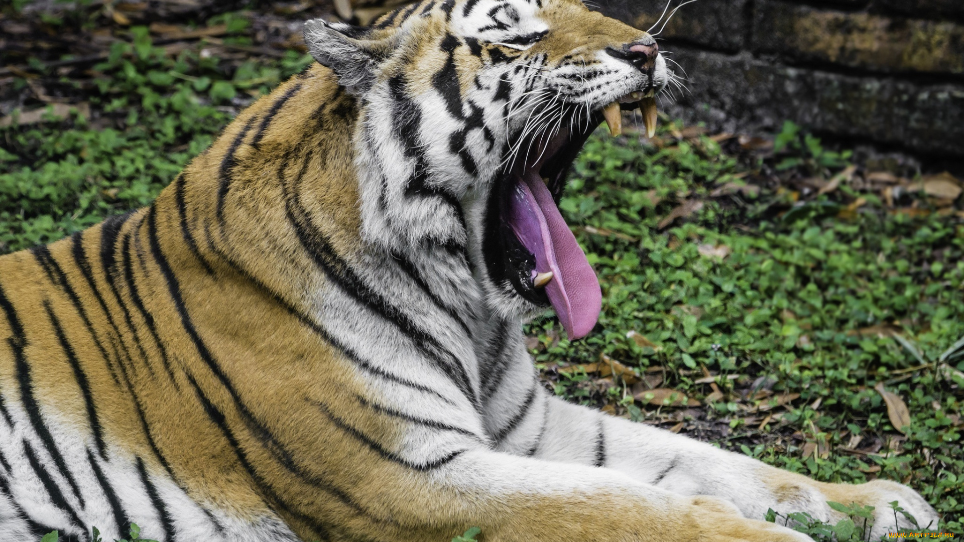 Зевающий тигр загрузить