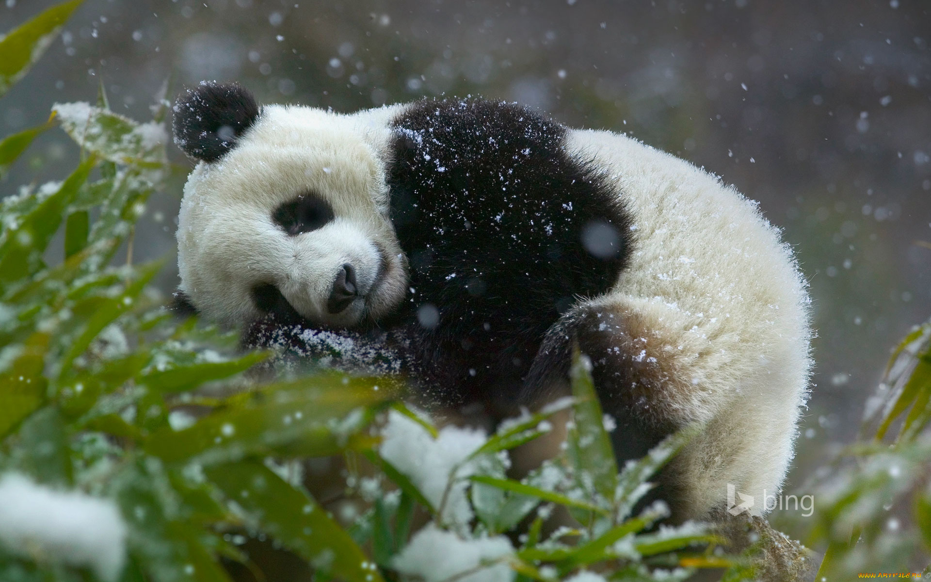 животные, панды, снег, сон