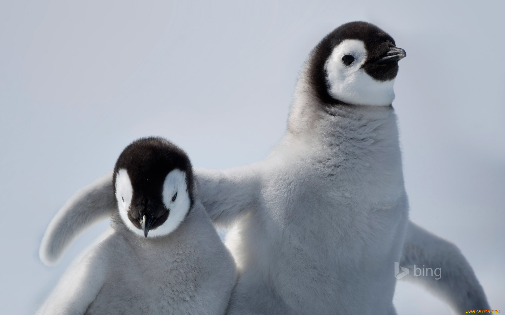 животные, пингвины, семья
