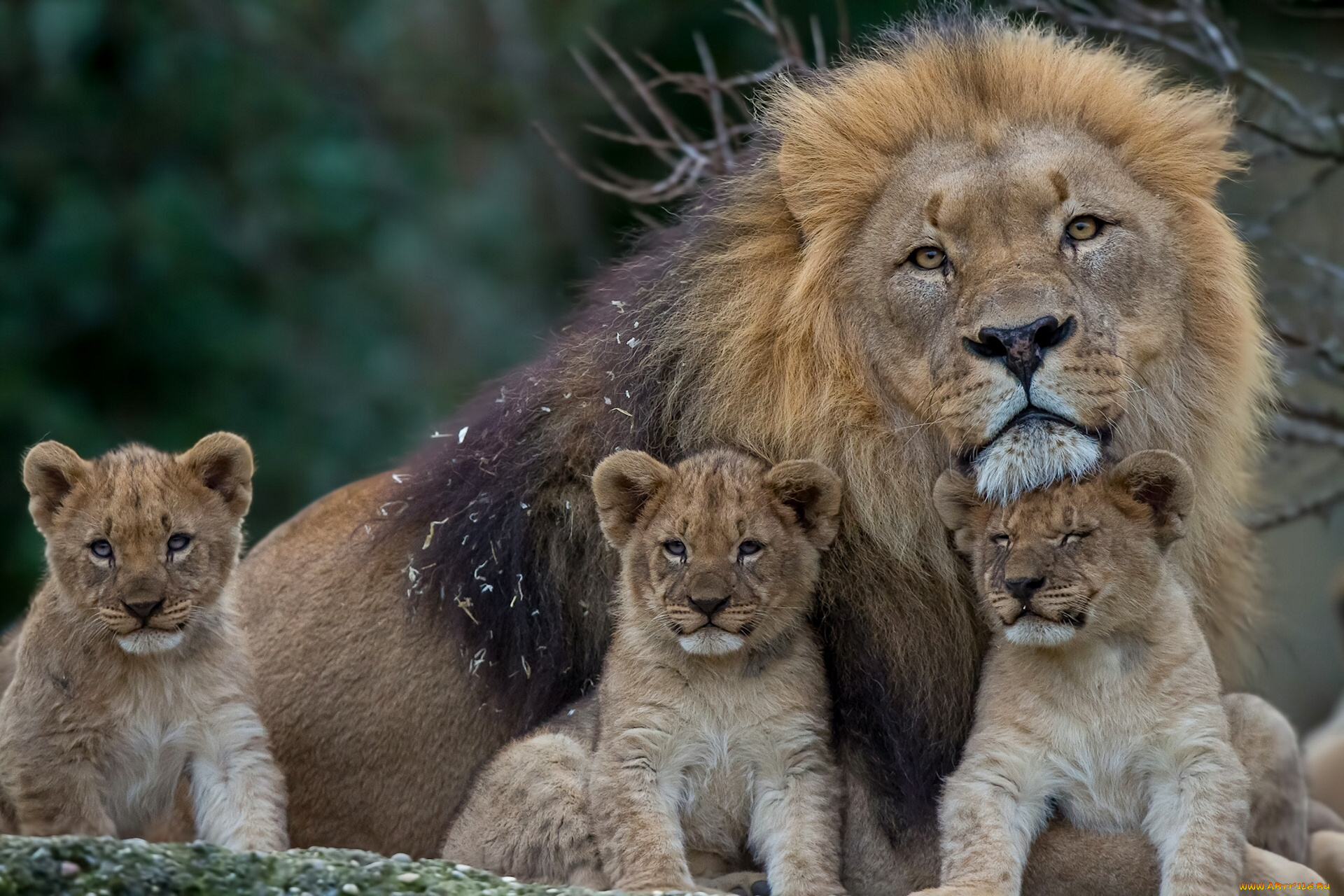 животные, львы, детёныши, котята, львята, отцовство, грива, лев