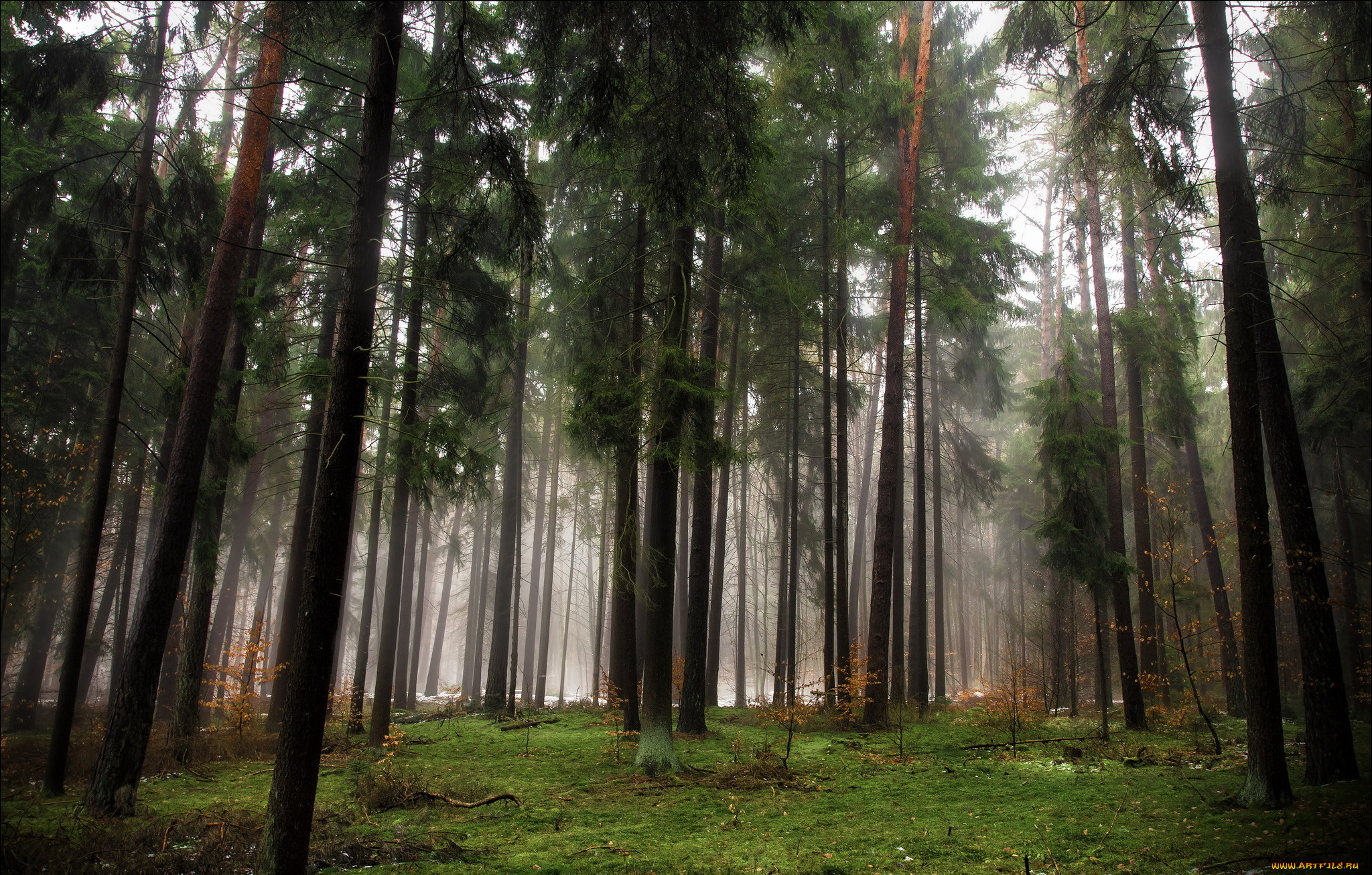 природа, лес, деревья, осень, туман