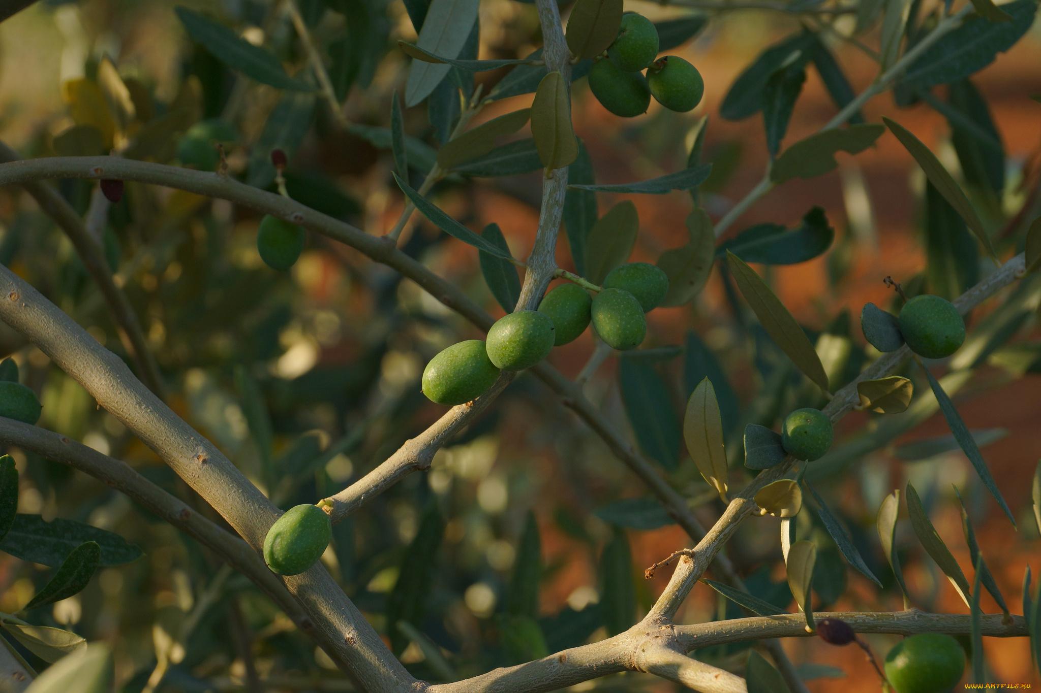 природа, плоды, оливки