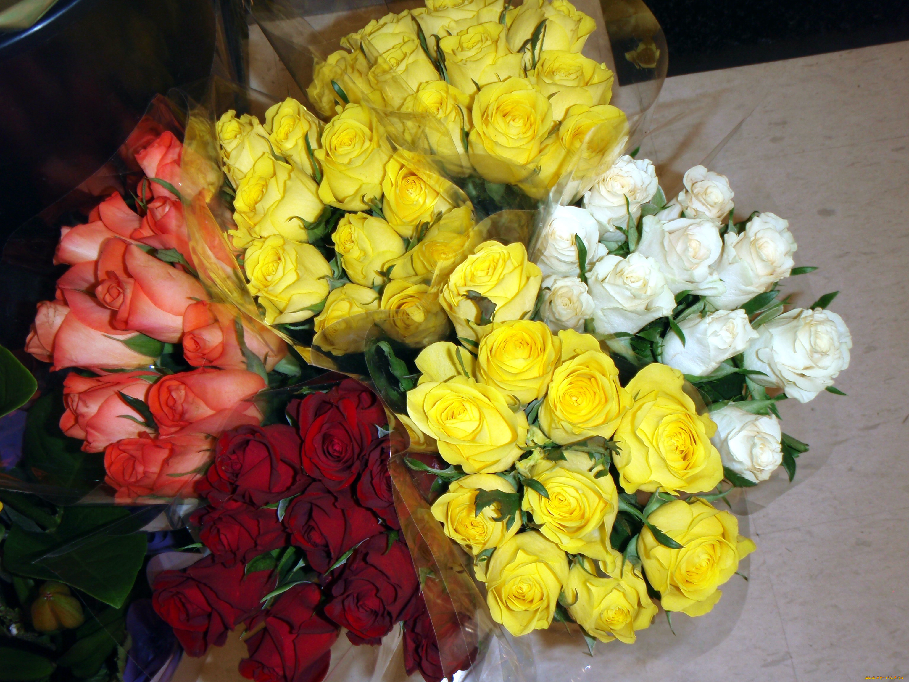 цветы, розы, белый, желтый, красный