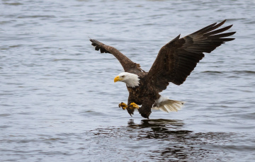 Картинка животные птицы+-+хищники белоголовый орлан птица хищник крылья полет атака рыбалка вода река