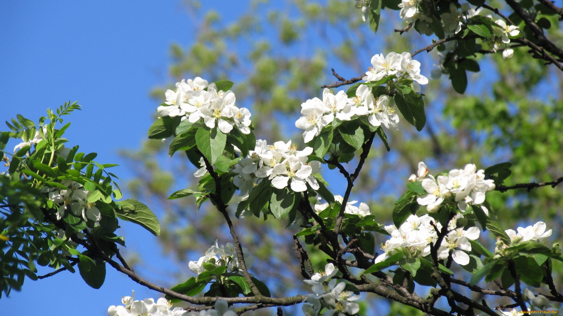 цветы, цветущие, деревья, , , кустарники, apple, tree, flowers, spring, красота, ветки, бутоны, лепестки, белые, нежные, яблоня, цветение, весна, beauty, petals, white, tender, blossoms