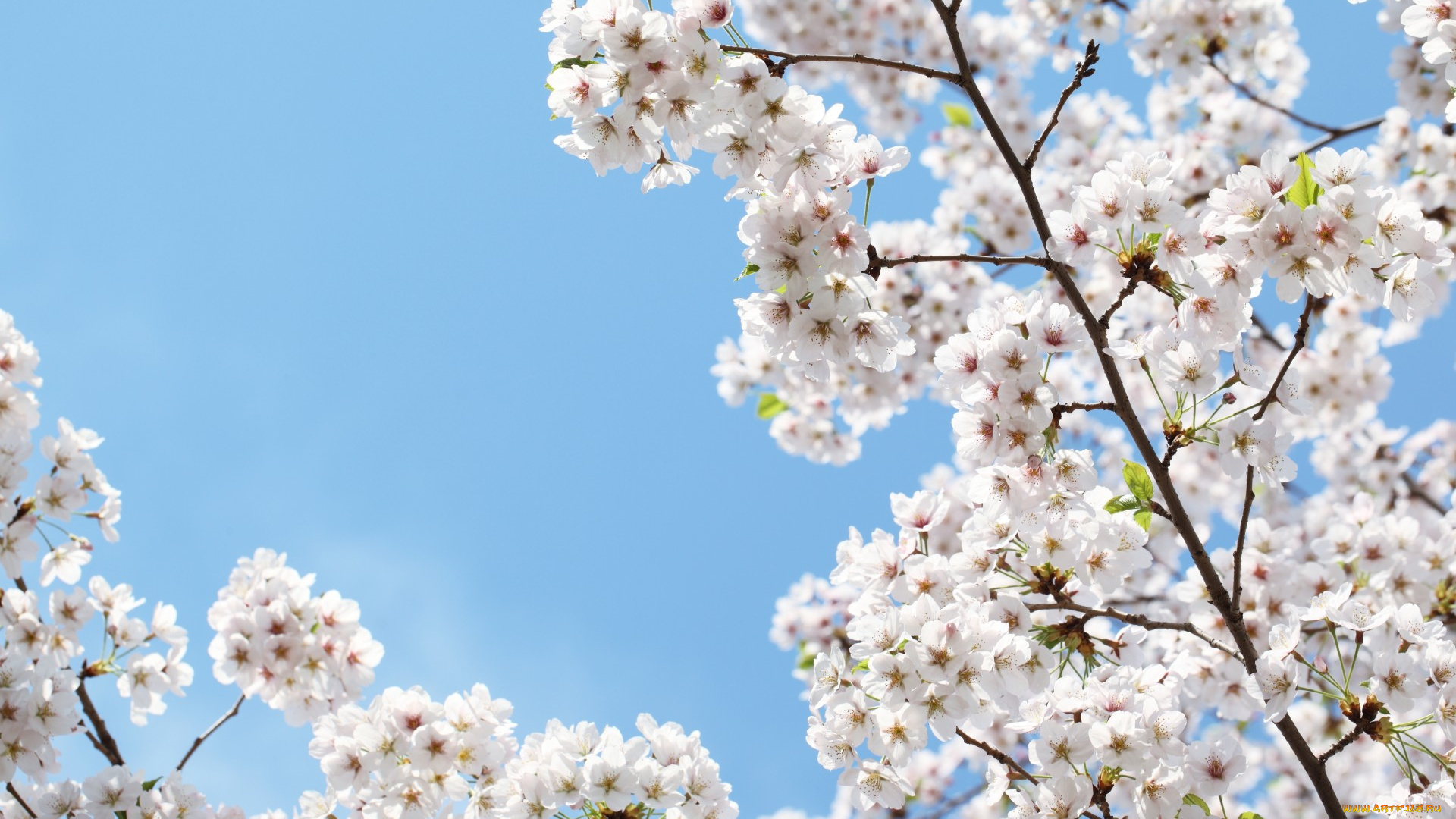 цветы, цветущие, деревья, , , кустарники, blossoms, sakura, cherry, flowers, spring, leaves, petals, white, tender, вишня, цветение, весна, beauty, сакура, красота, ветки, лепестки, белые, нежные