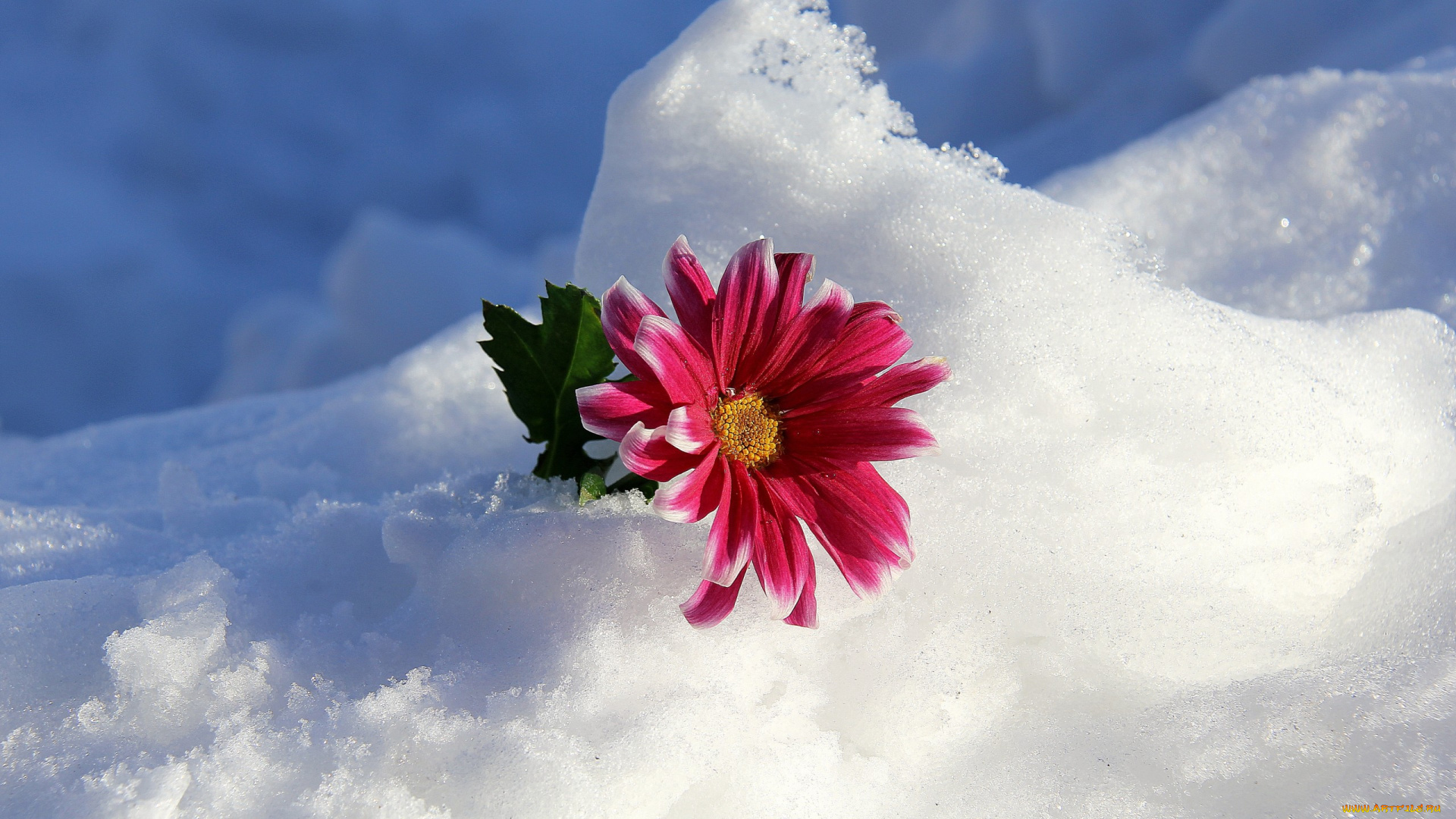 цветы, хризантемы, зима, снег, цветок