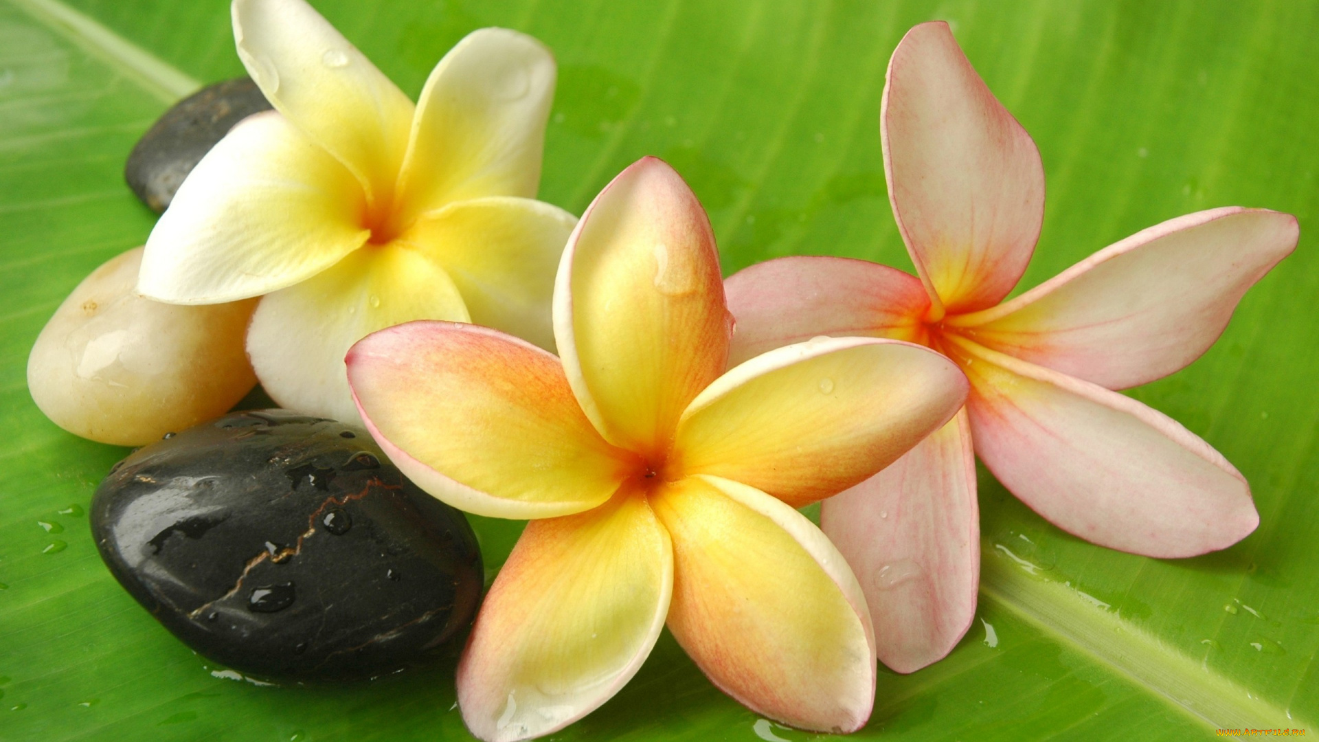 цветы, плюмерия, white, flowers, frangipani, plumeria, stones, leaf, drops, dew, water, белые, франжипани, вода, камни, лист, капли, роса