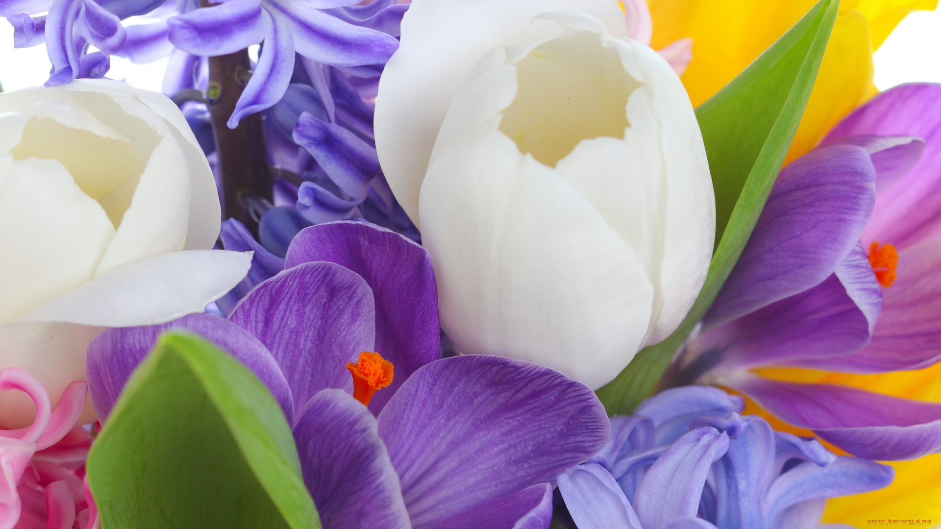 цветы, разные, вместе, tulips, violet, white, bouquet, bright, flowers, crocus, лепестки, листья, букет, сиреневые, фиолетовые, крокусы, белые, тюльпаны, beauty, petals, красота