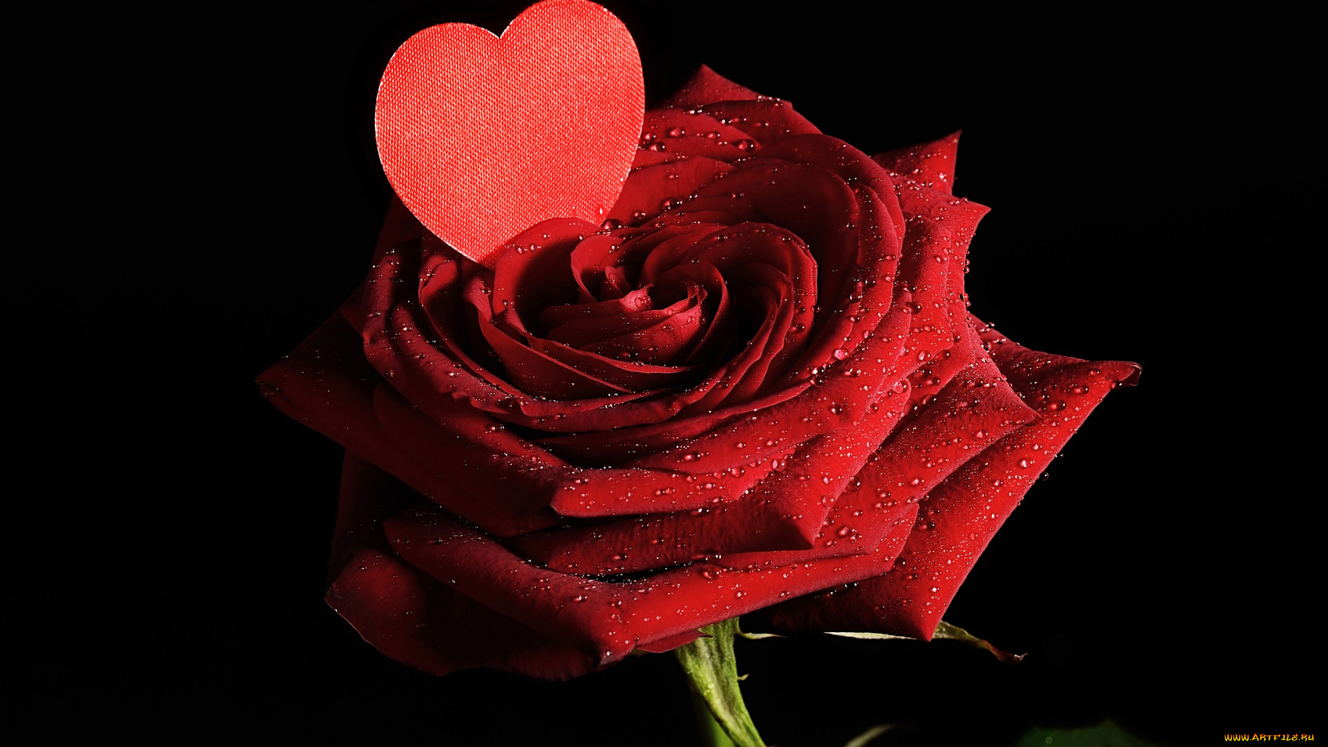 цветы, розы, любовь, лепестки, valentine's, day