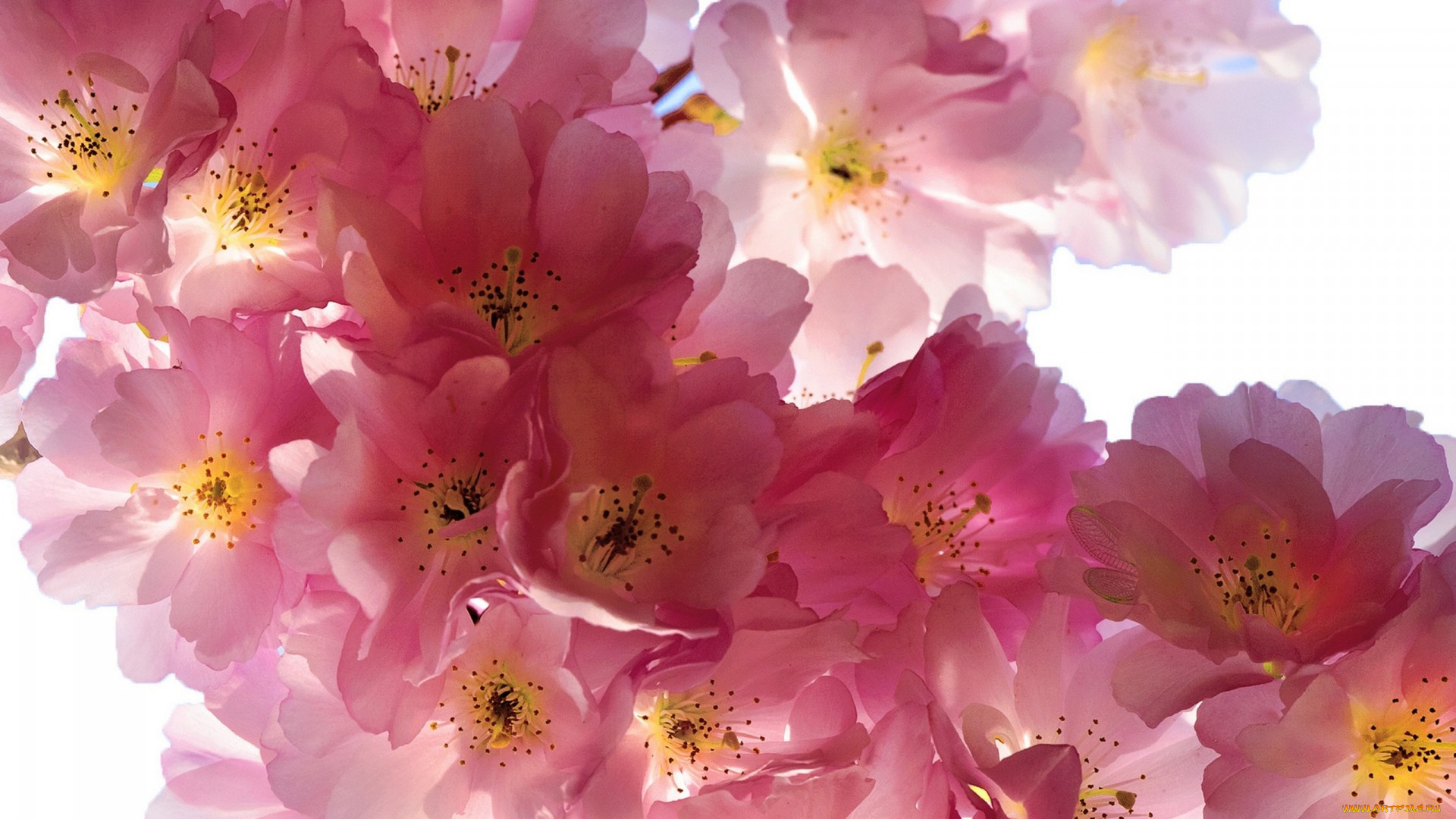 цветы, сакура, , вишня, sakura, cherry, flowers, spring