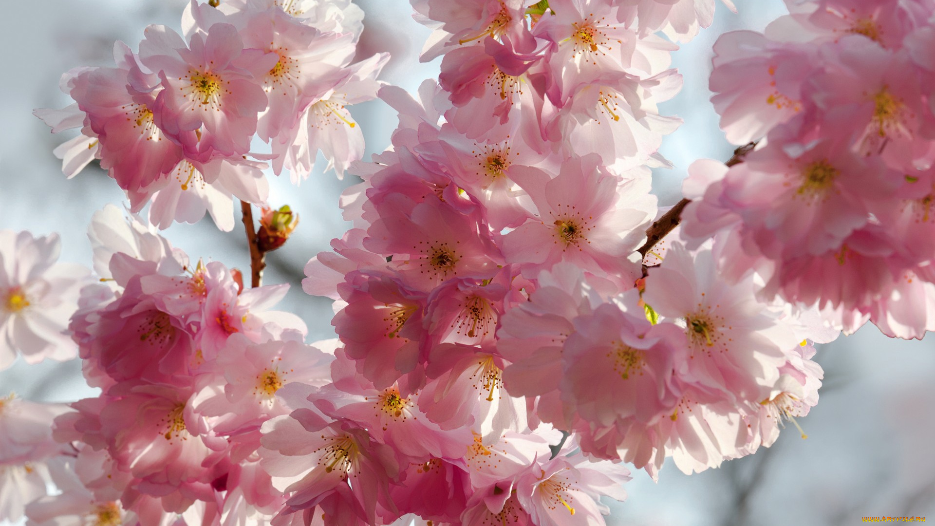 цветы, сакура, , вишня, вишня, красота, цветение, весна, ветки, beauty, голубой, фон, макро, sky, petals, white, tender, blossoms, pink, sakura, cherry, flowers, spring, небо, бутоны, лепестки, белые, розовые, нежные