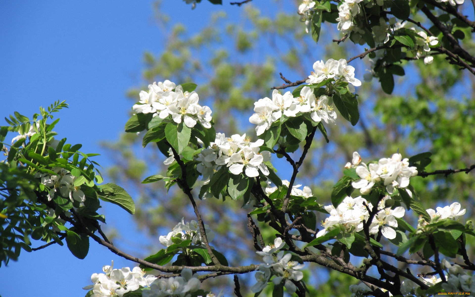 цветы, цветущие, деревья, , , кустарники, apple, tree, flowers, spring, красота, ветки, бутоны, лепестки, белые, нежные, яблоня, цветение, весна, beauty, petals, white, tender, blossoms