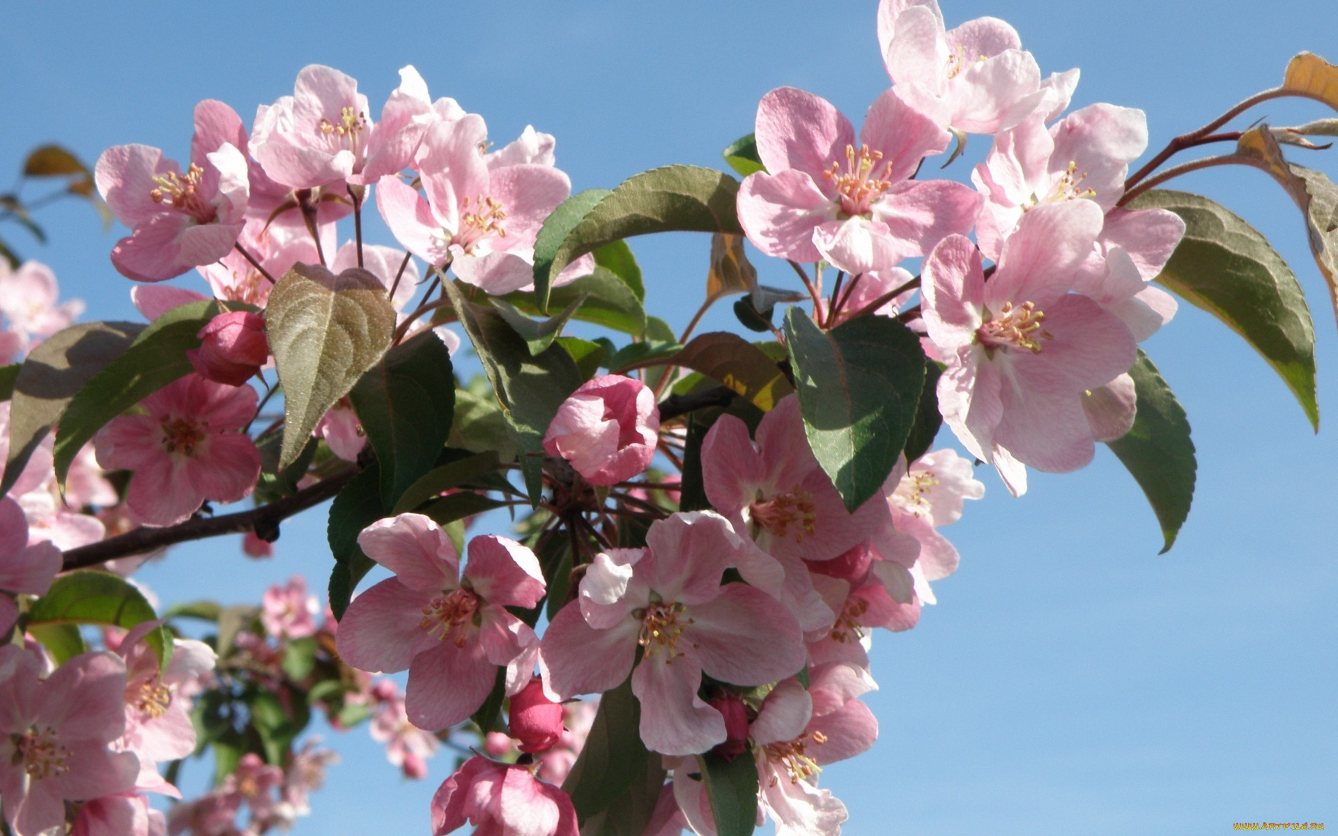 цветы, цветущие, деревья, , , кустарники, tender, blossoms, розовые, apple, tree, лепестки, flowers, нежные, spring, яблоня, цветение, весна, beauty, leaves, pink, petals, красота, бутоны