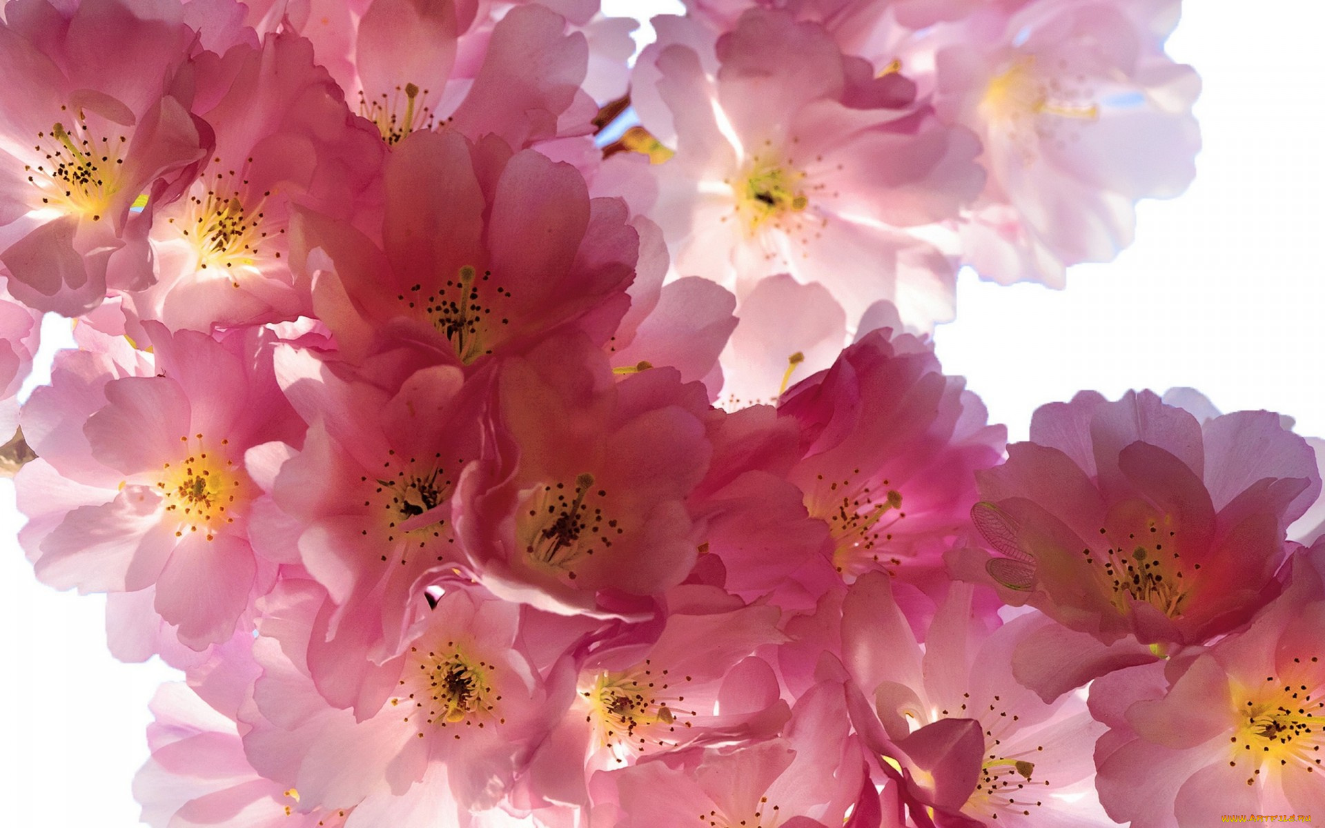 цветы, сакура, , вишня, sakura, cherry, flowers, spring