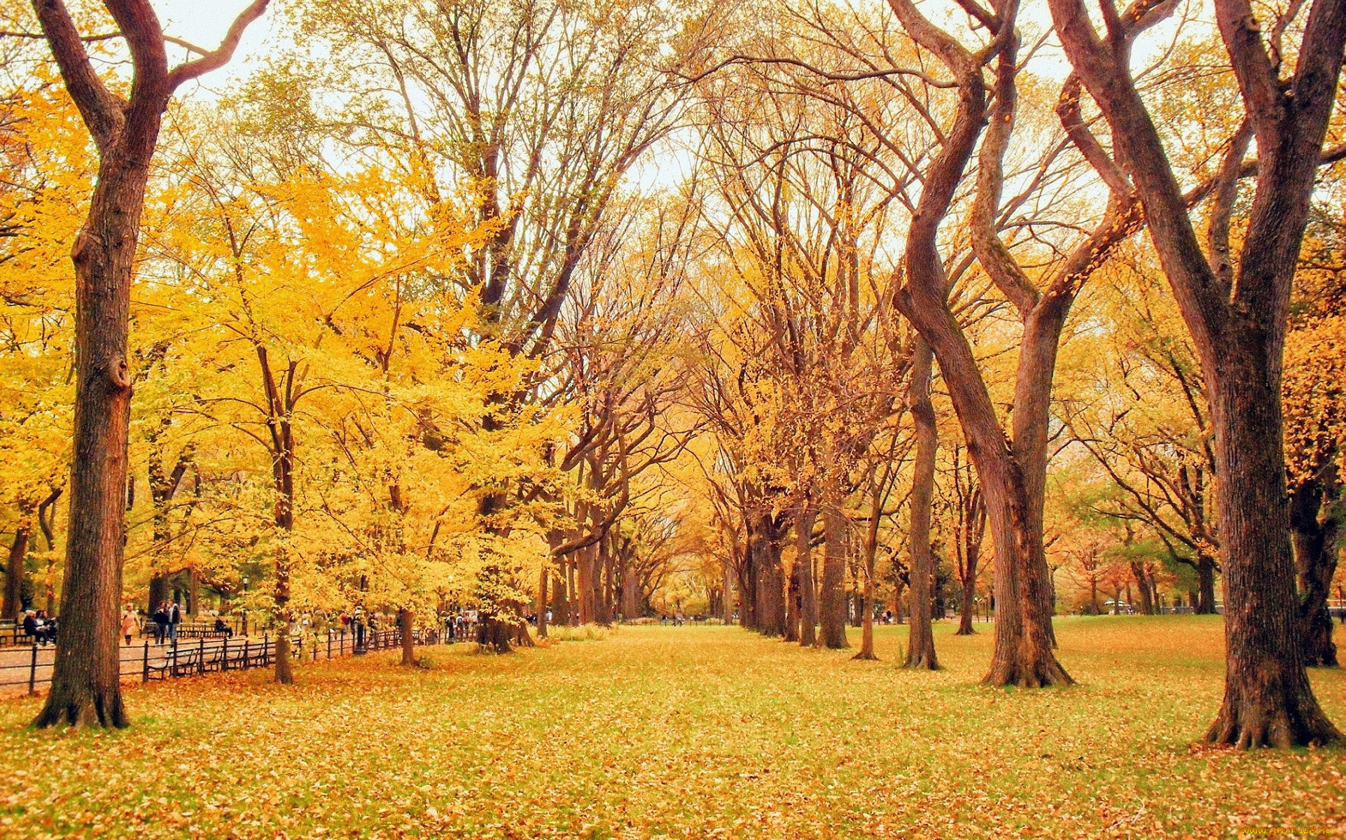 природа, парк, осень, дорога, аллея, листья, желтые, деревья
