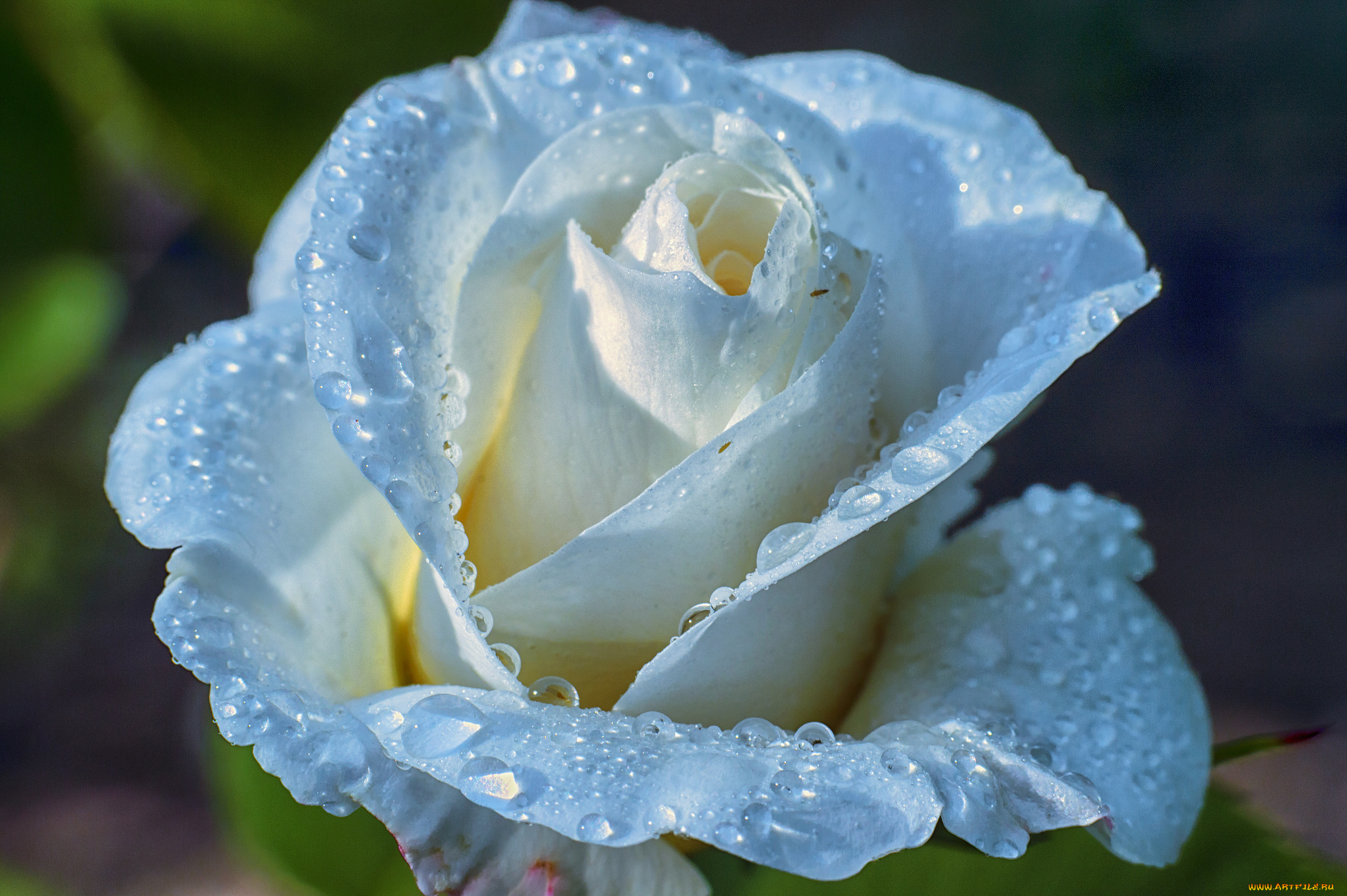 Gullar rasmi atirgul. Красивые розы. Белые розы. Цветы в росе. Красивые белые розы.